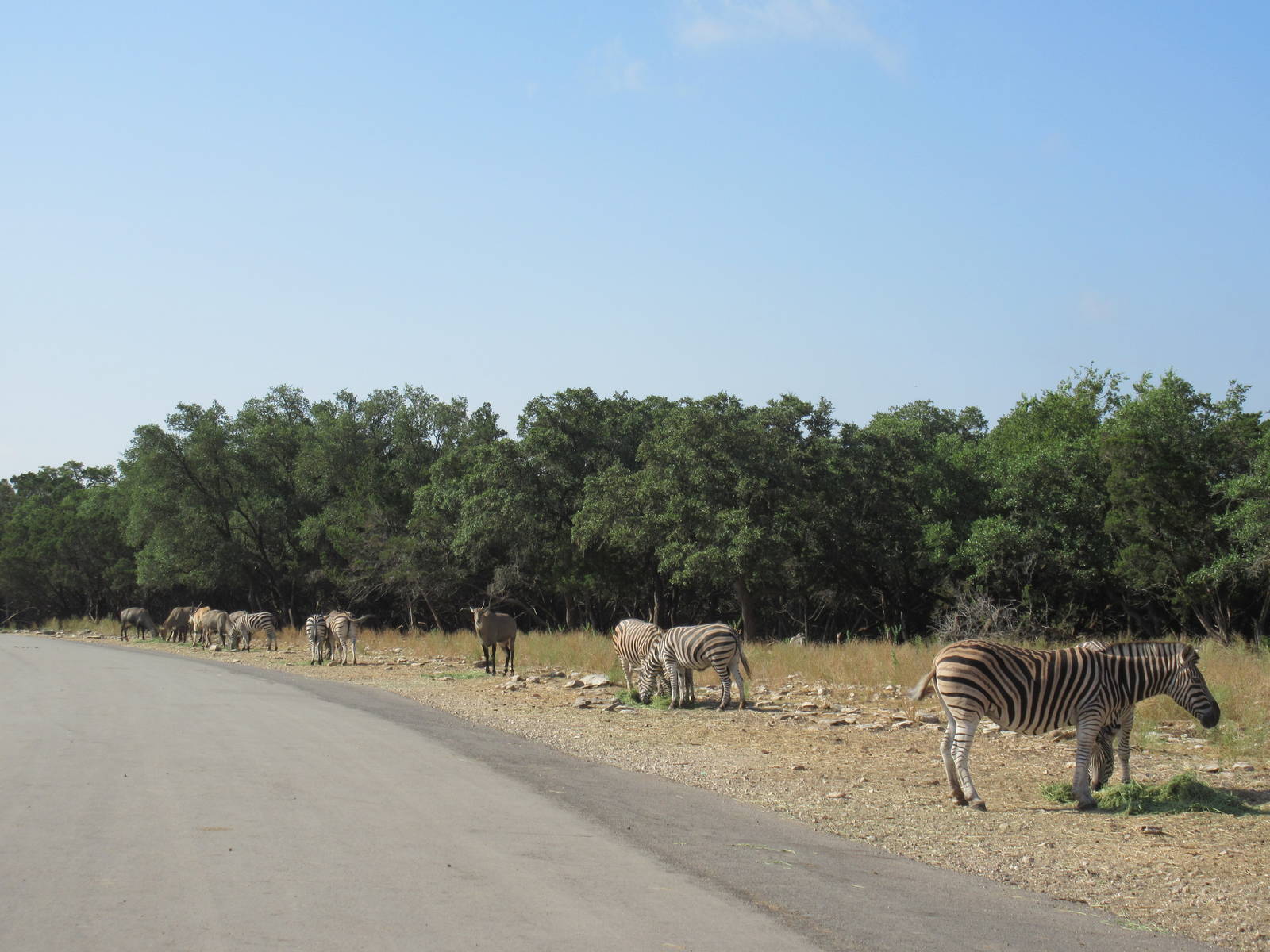 Drive-Through Safari