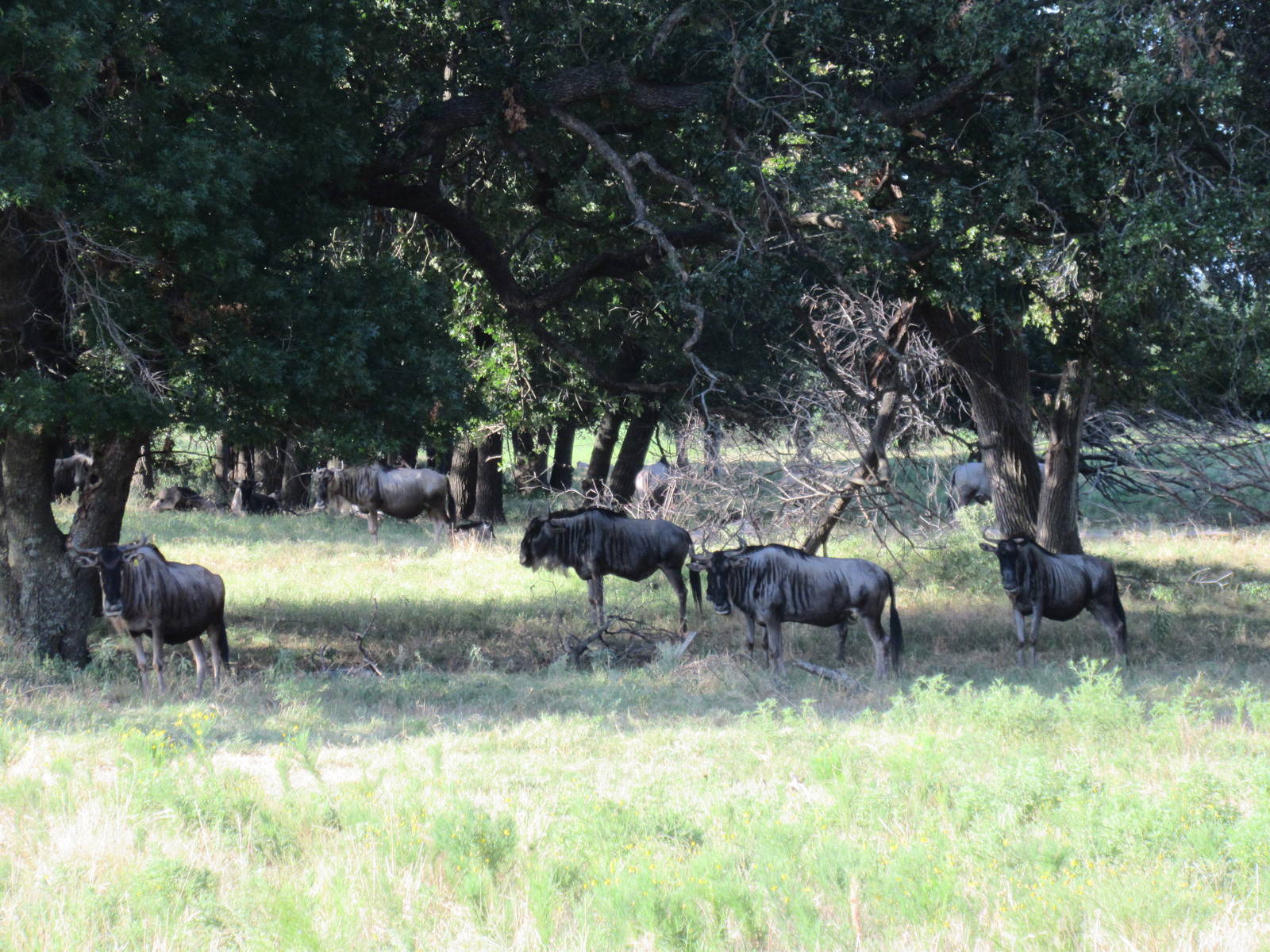 Drive-Through Safari