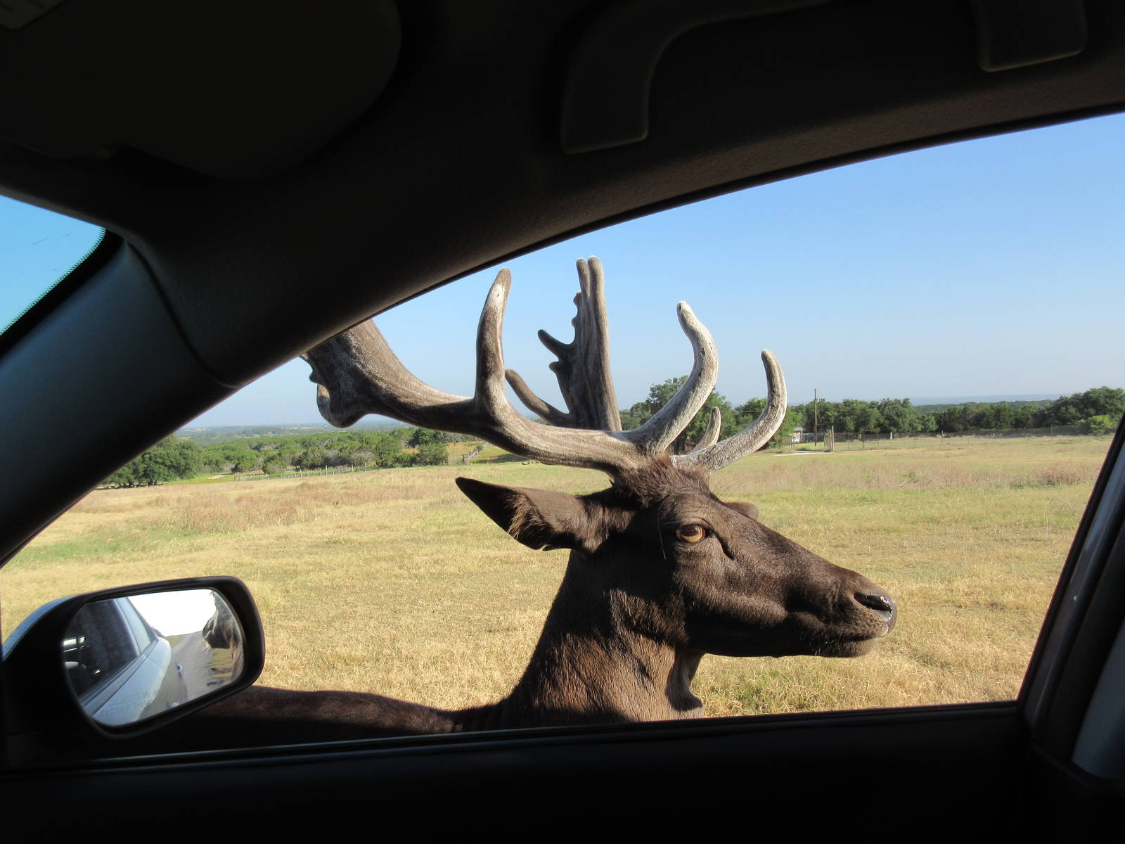 Drive-Through Safari