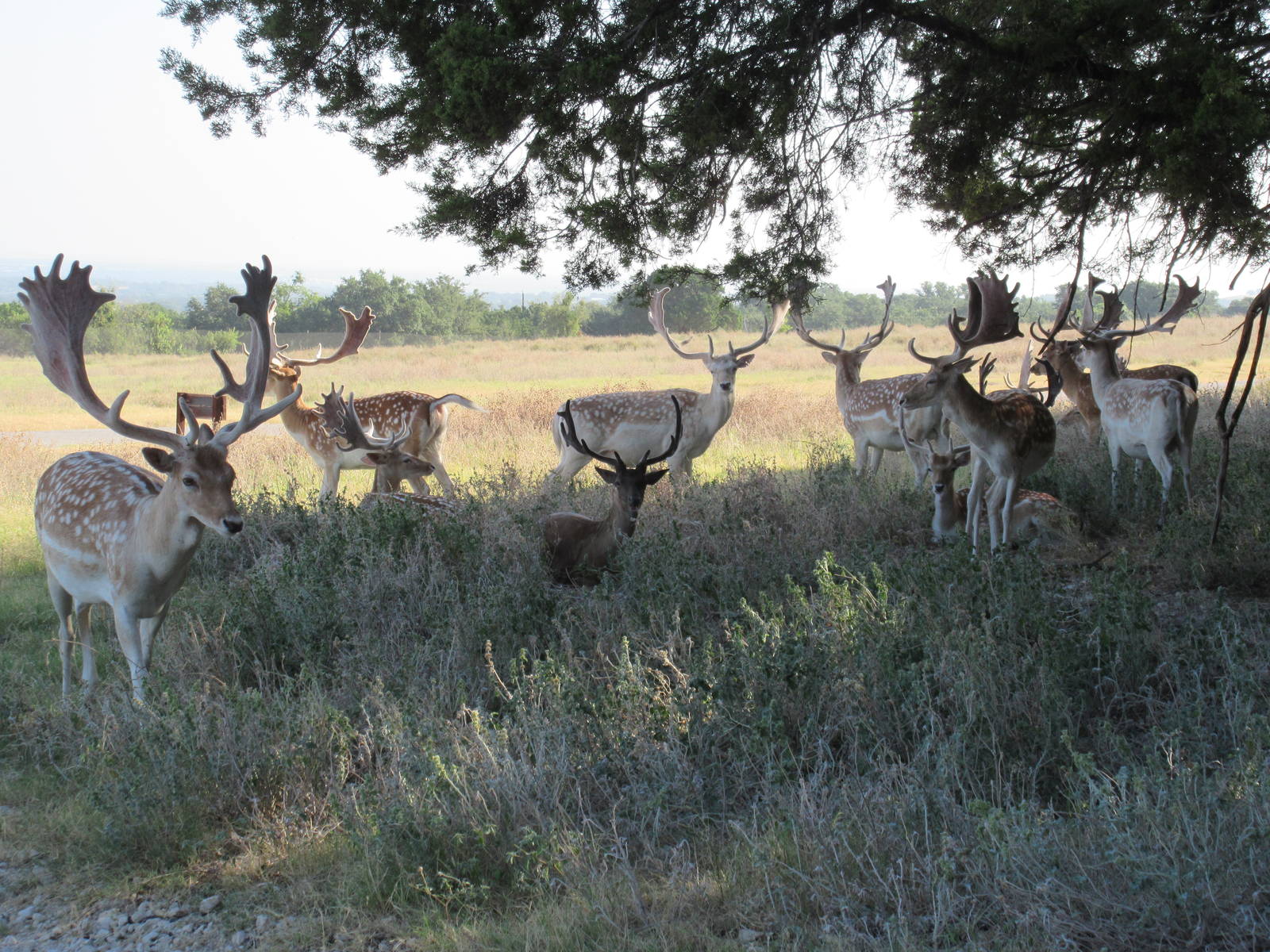 Drive-Through Safari