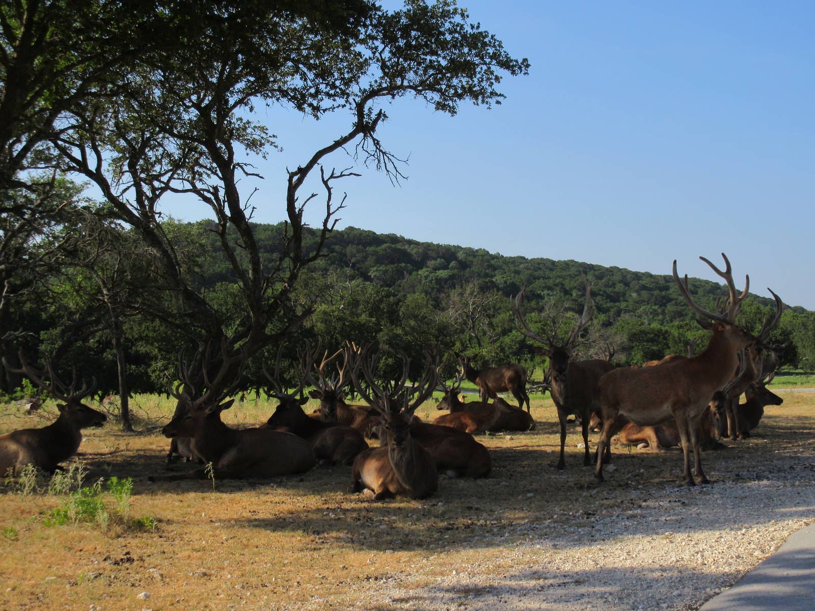 Drive-Through Safari