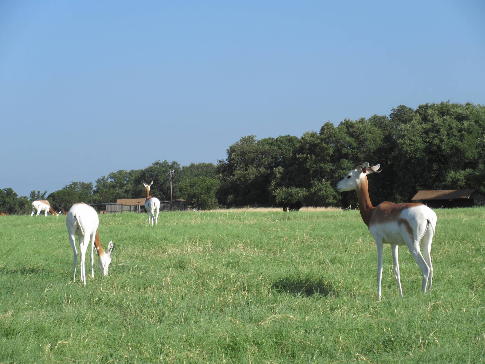Drive-Through Safari