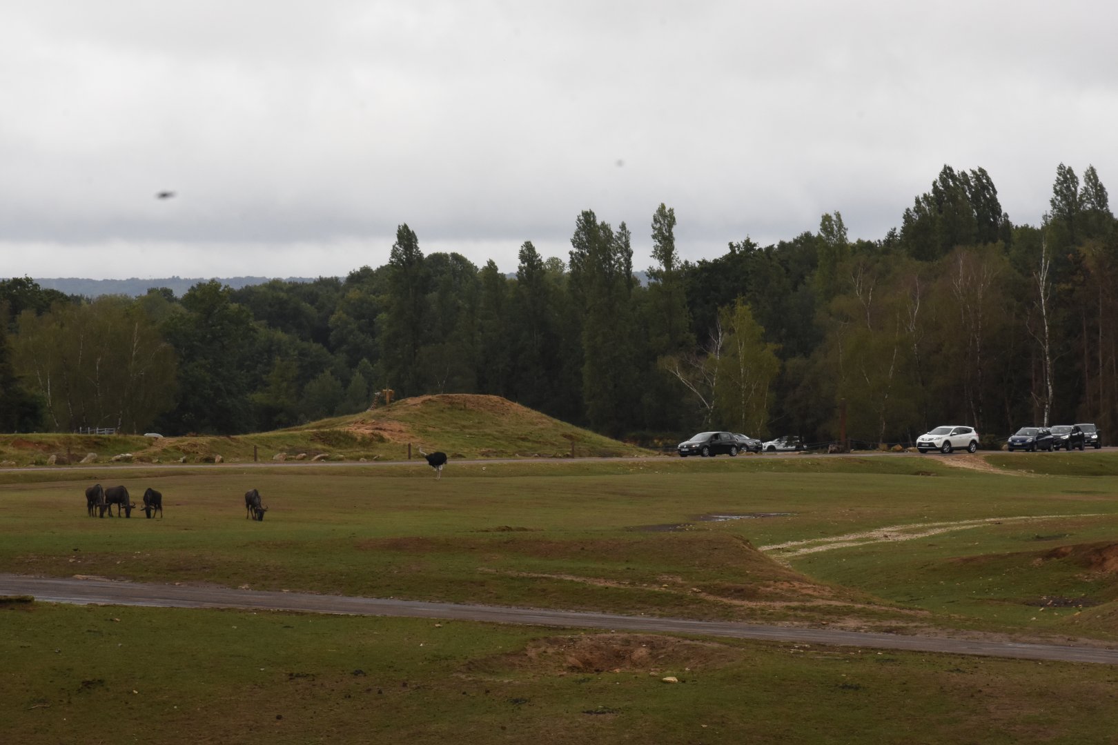 Drive-through safari