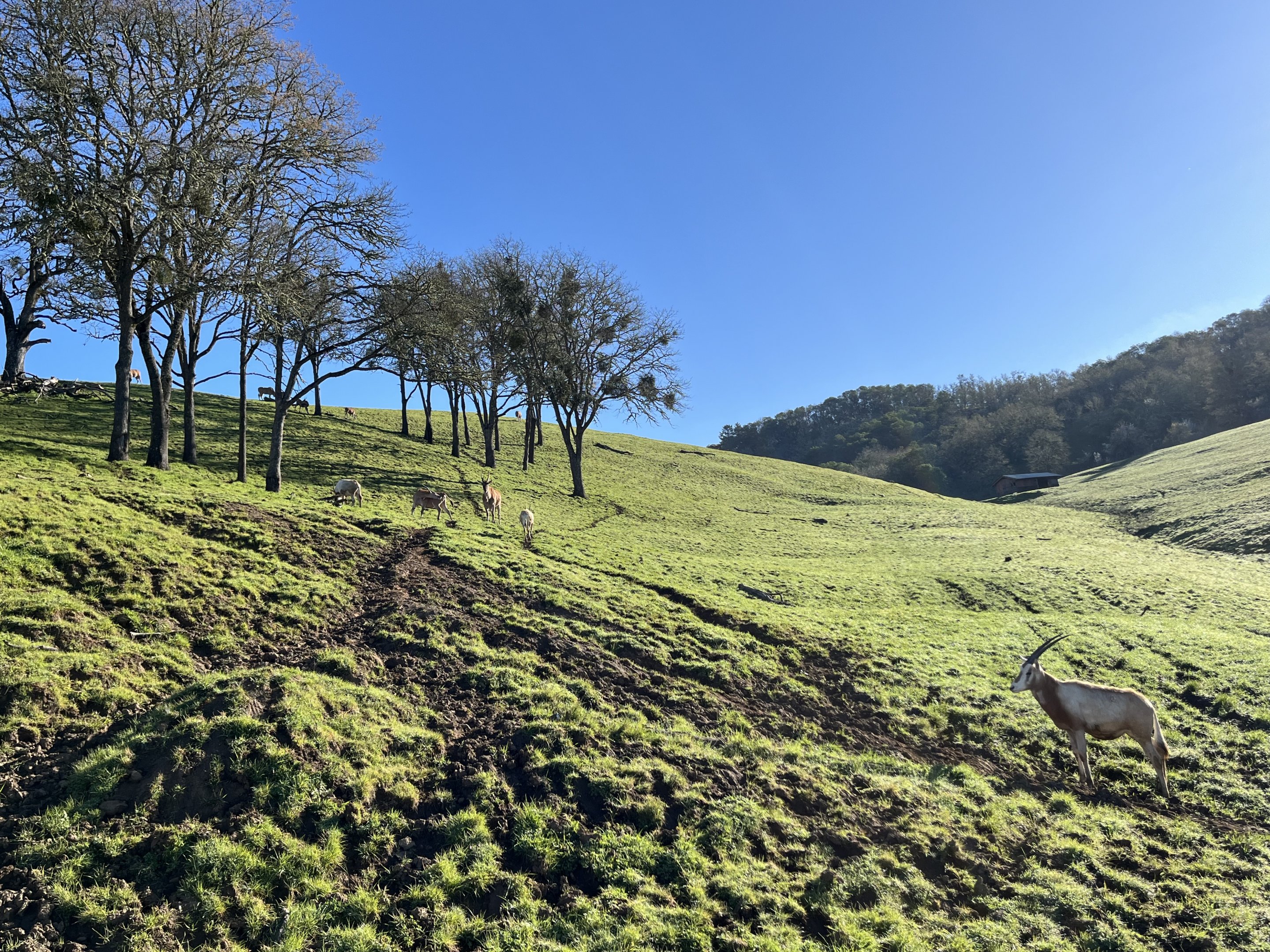 Drive Through Safari
