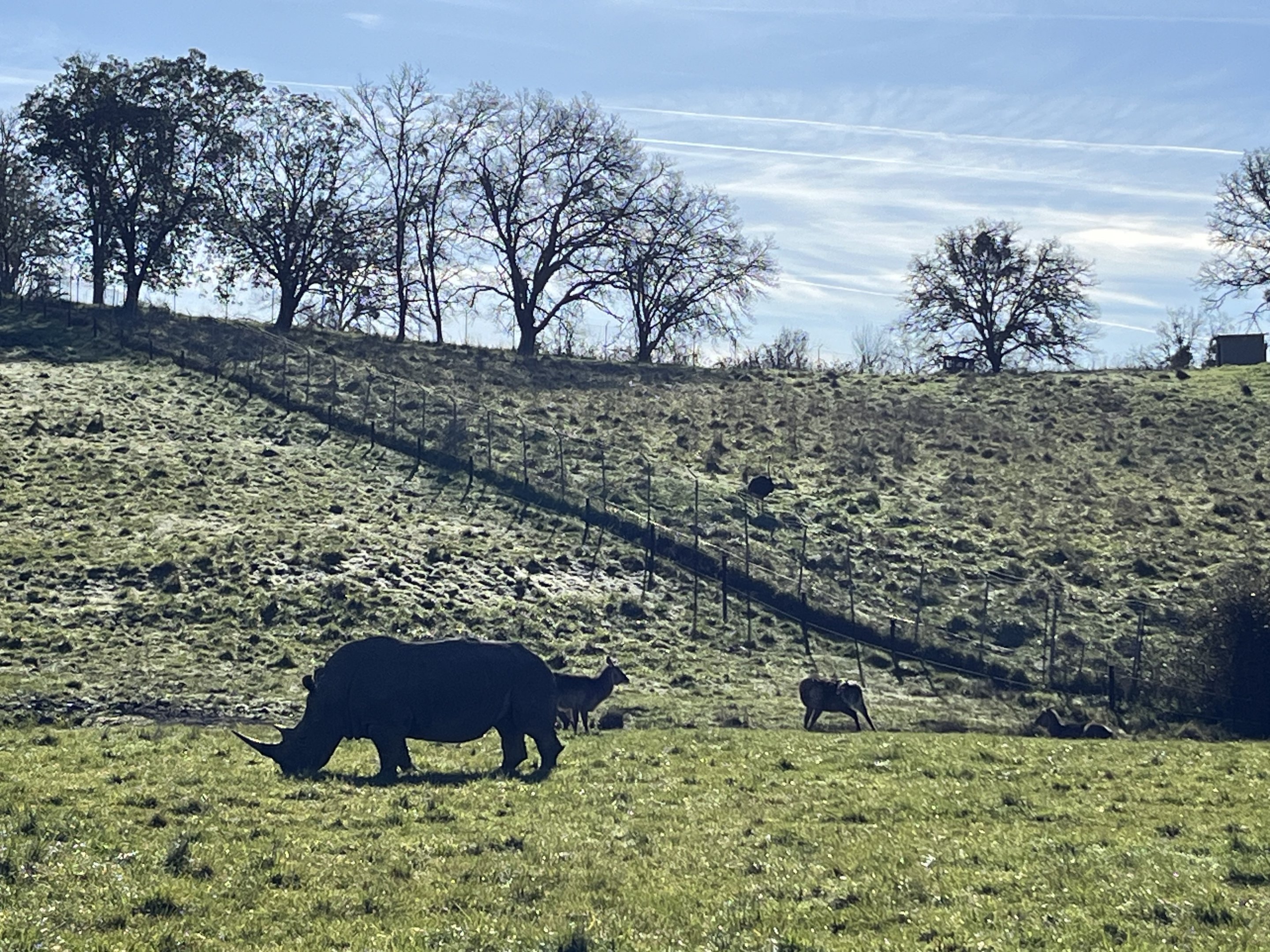 Drive Through Safari