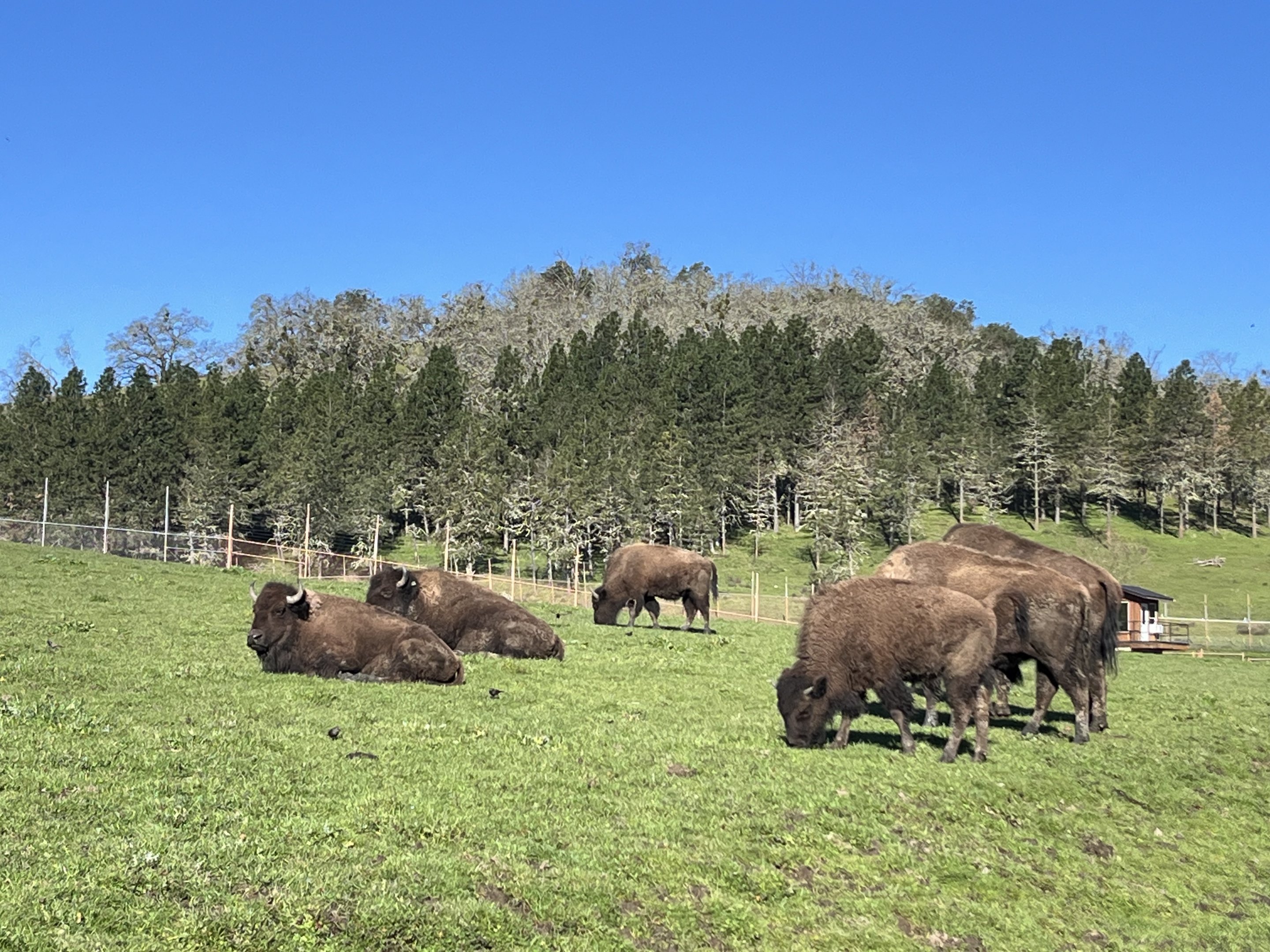 Drive Through Safari