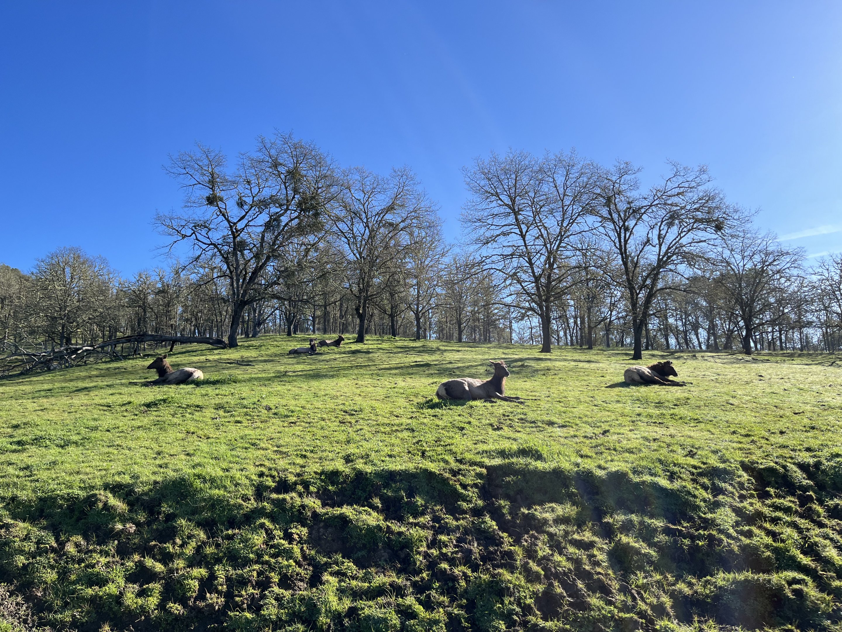 Drive Through Safari