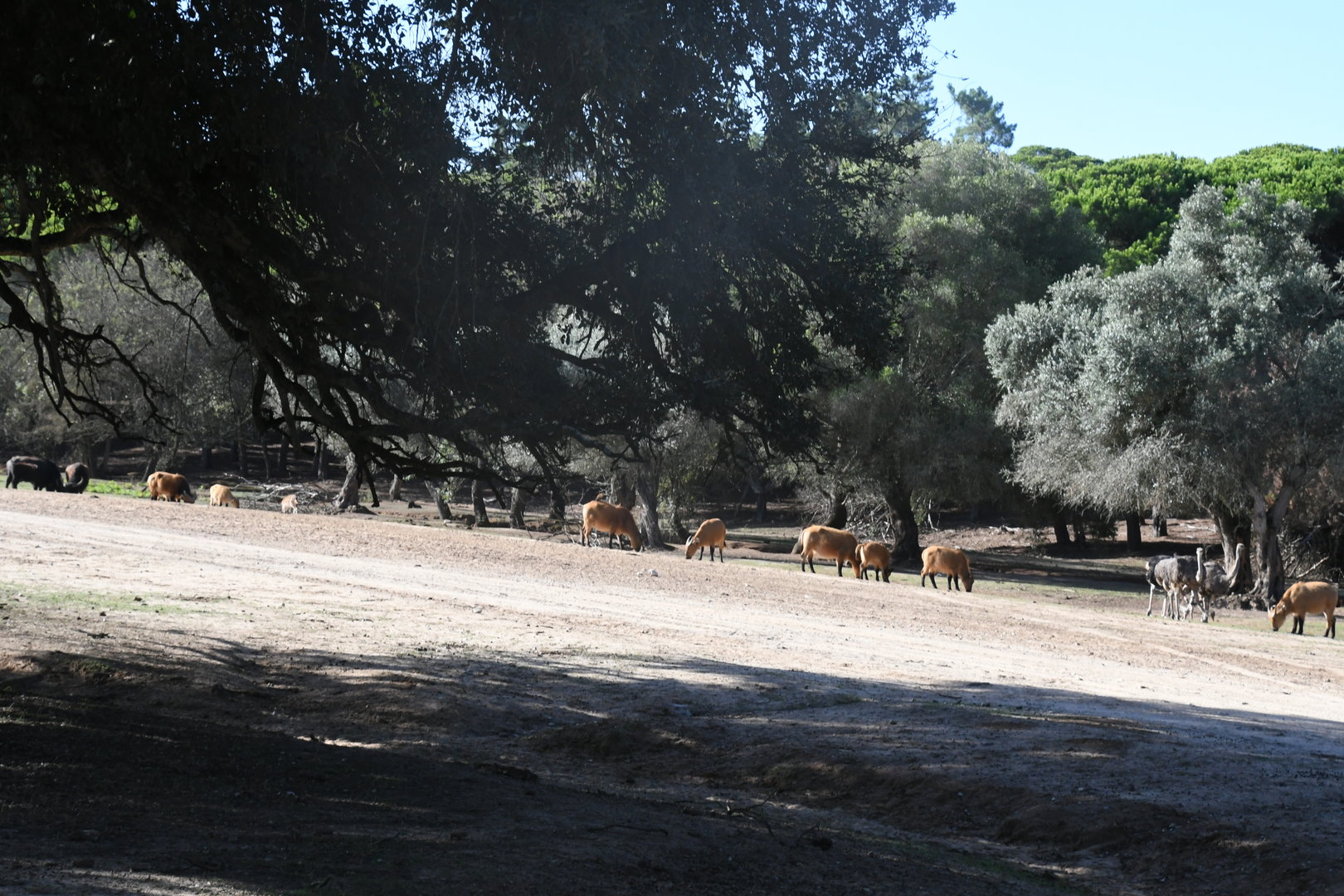 drive-through section (African Forest Buffaloes, Domestic Water Buffaloes, Ostriches)