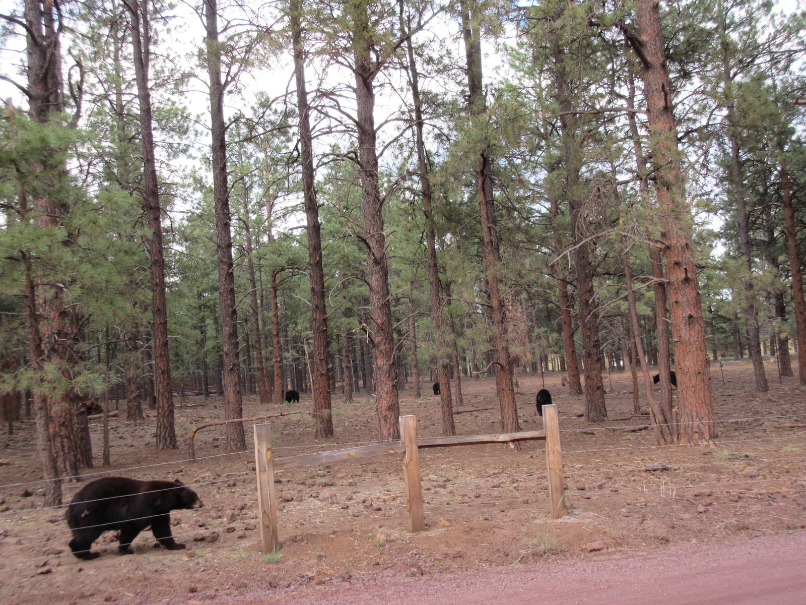 Drive-Through Section: American Black Bear Exhibit