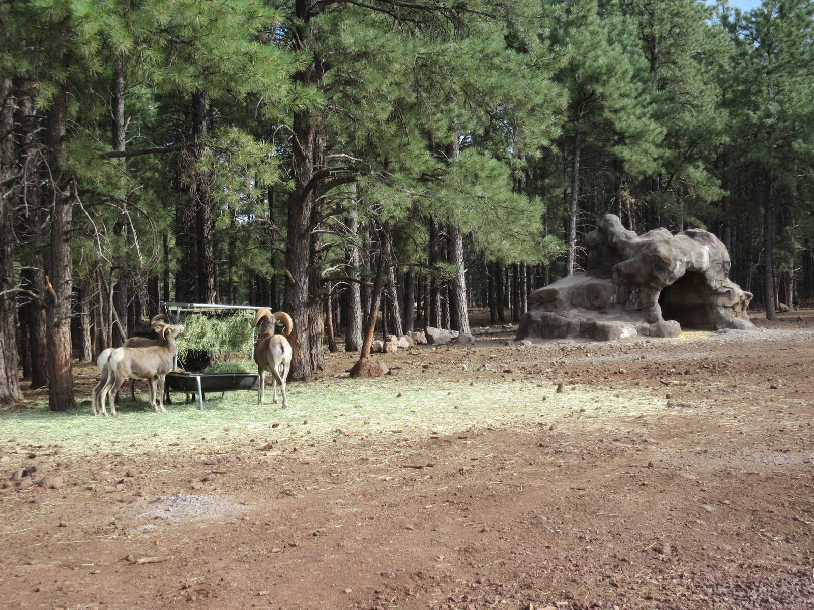 Drive-Through Section: Bighorn Sheep Exhibit