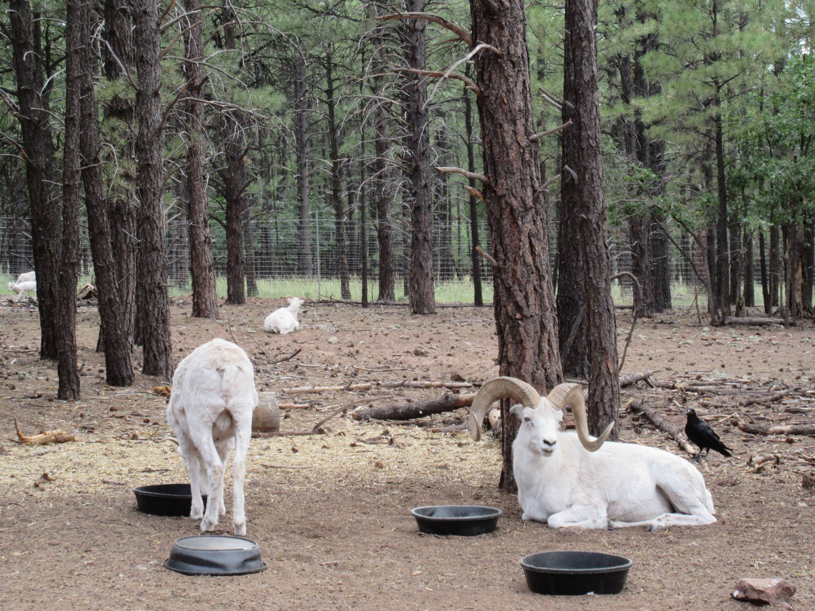 Drive-Through Section: Dall Sheep Exhibit
