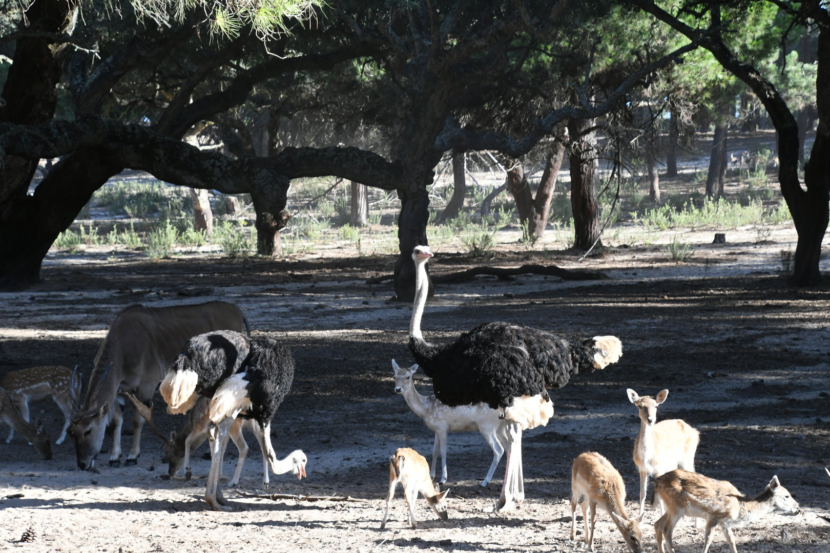drive-through section (Ostriches, Eland, Fallow Deer)