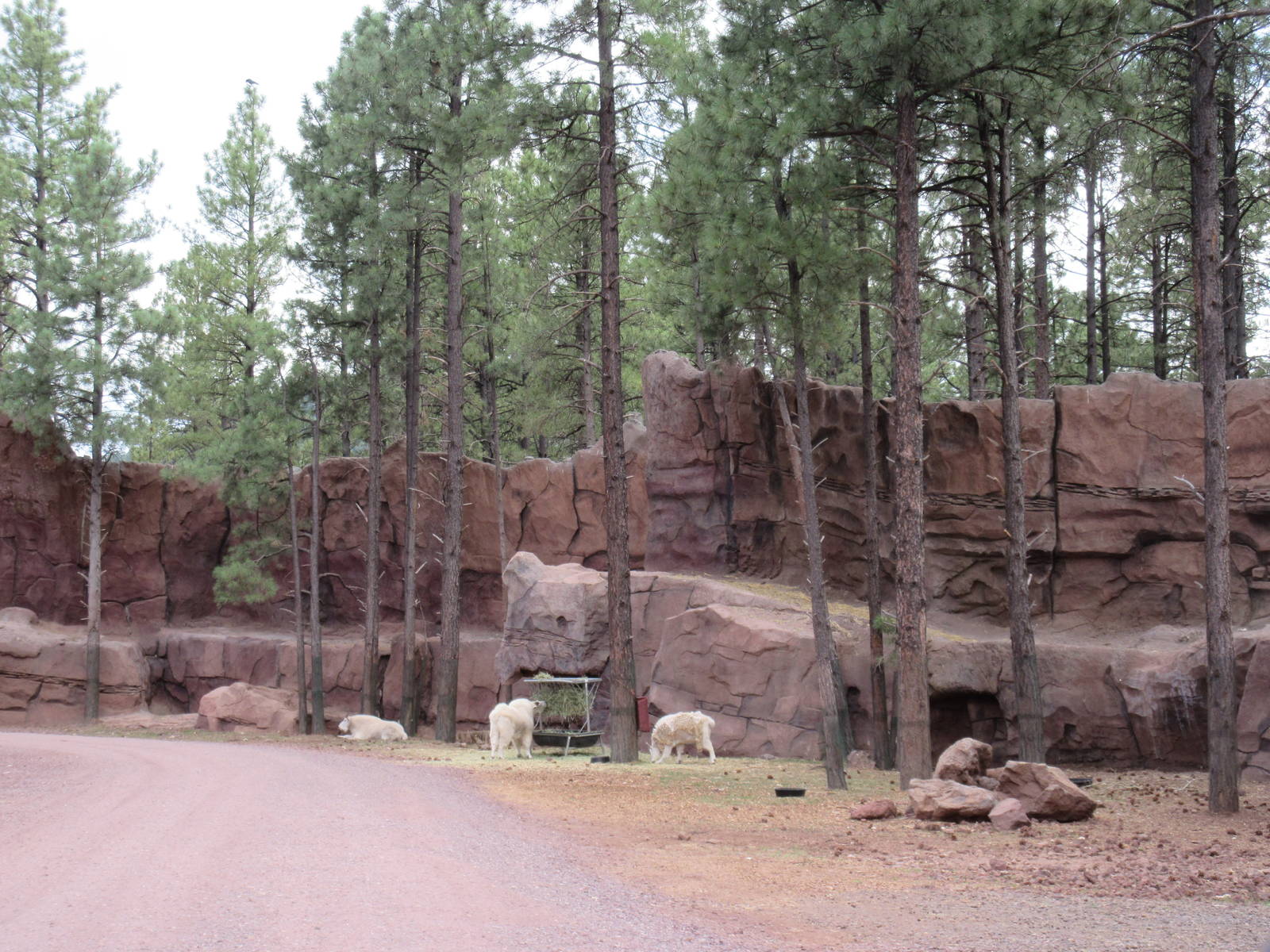 Drive-Through Section: Rocky Mountain Goat Exhibit