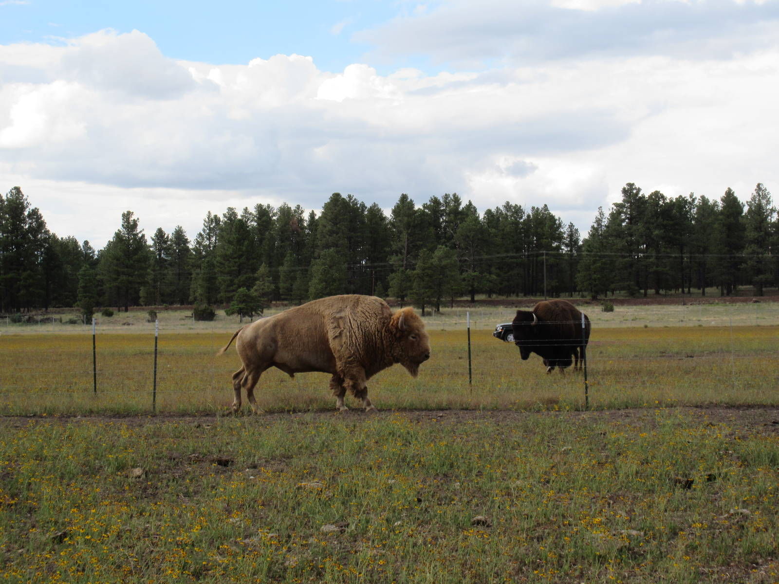 Drive-Through Section: Two Bison