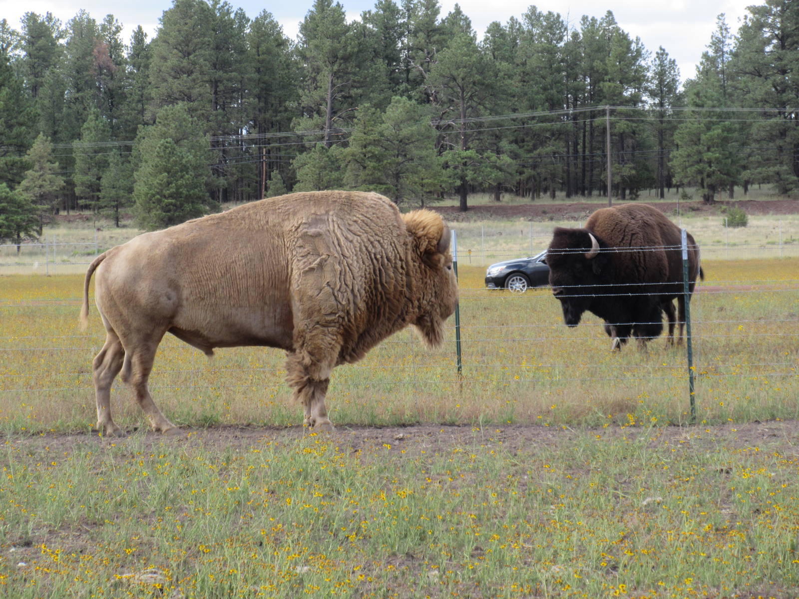 Drive-Through Section: Two Bison