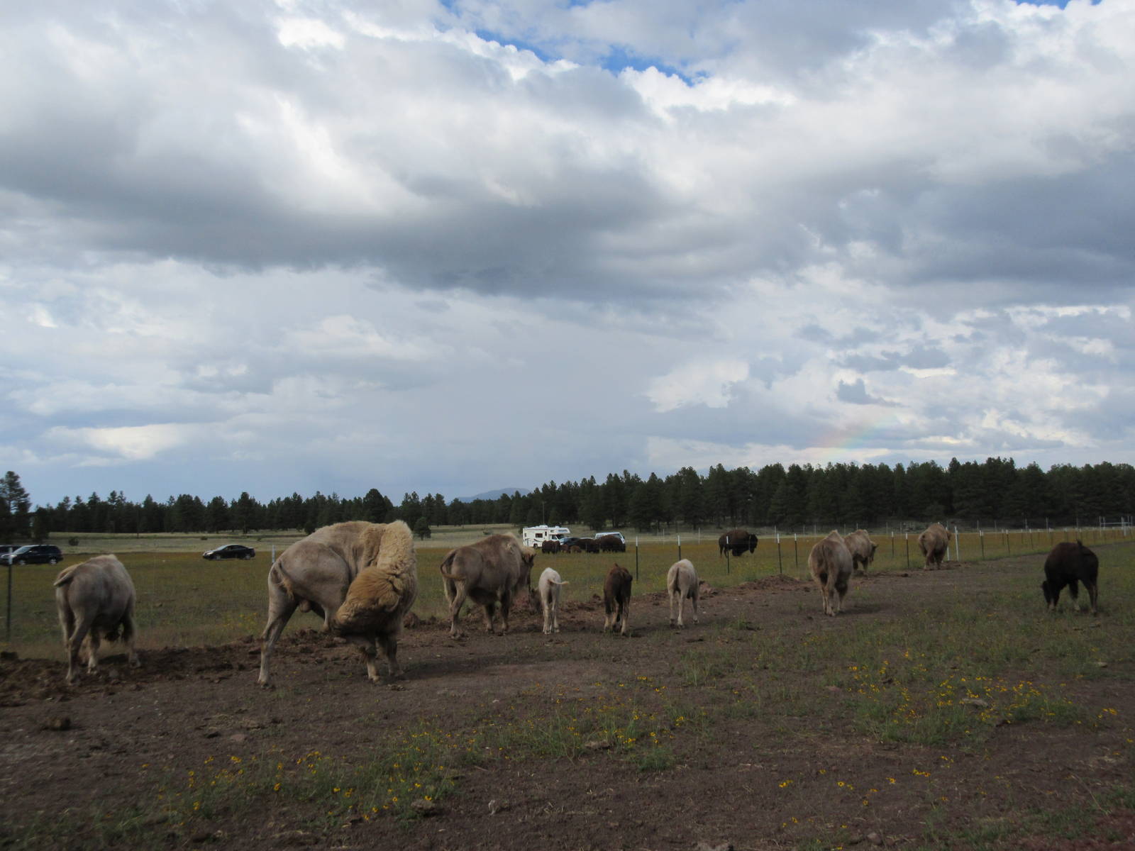 Drive-Through Section: White Bison Exhibit