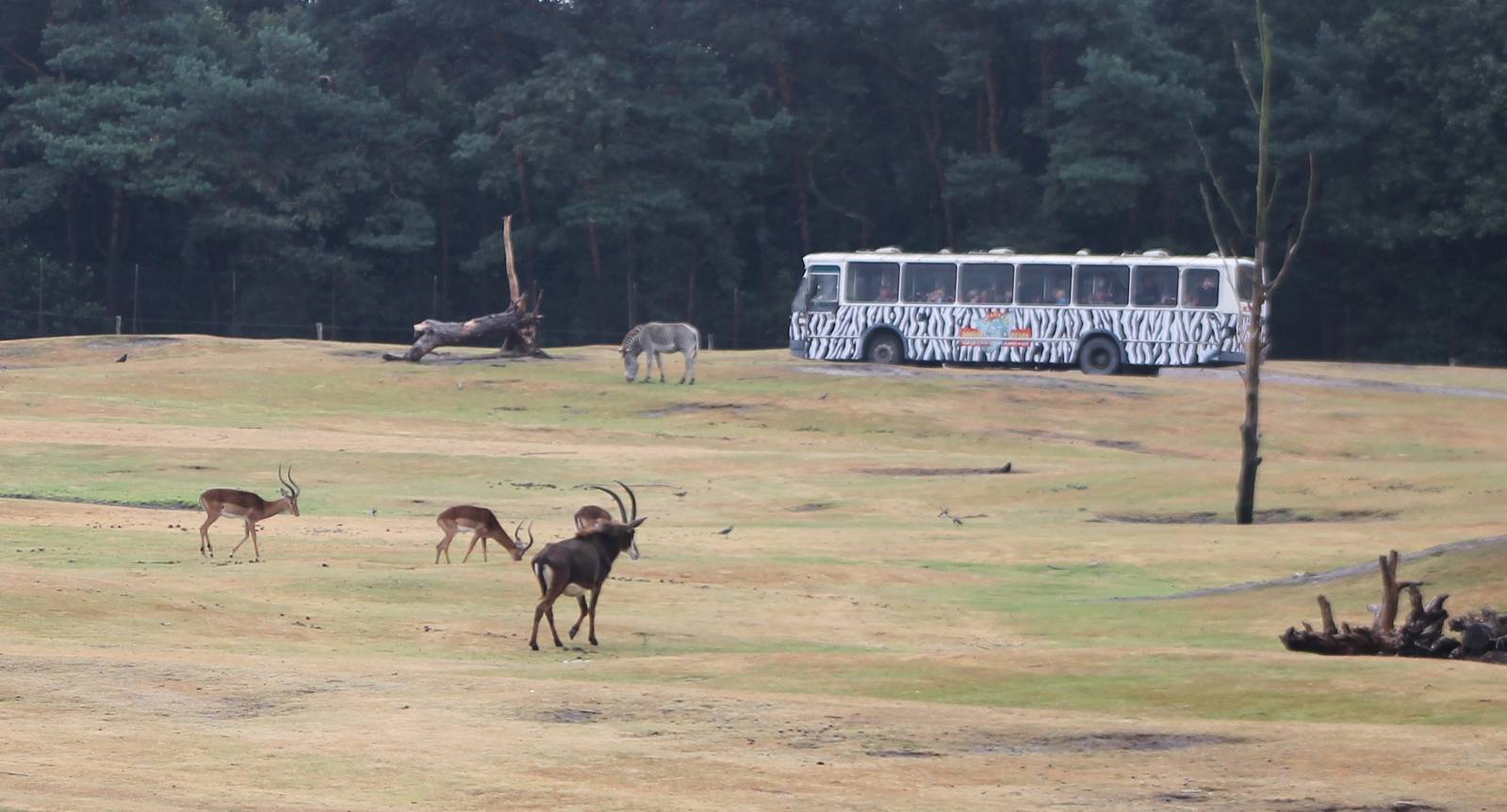 Drive through section