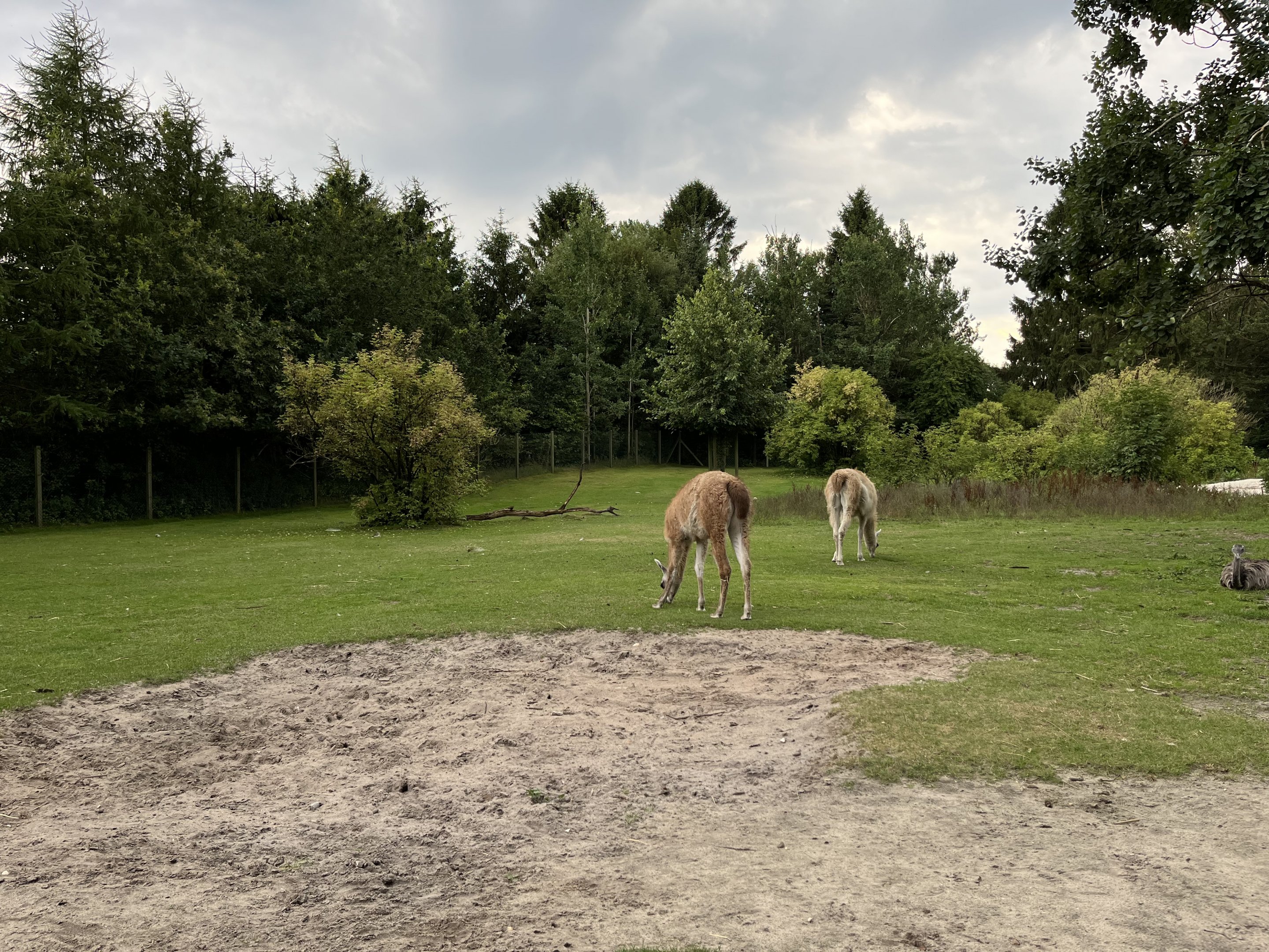 Drive Through - South America