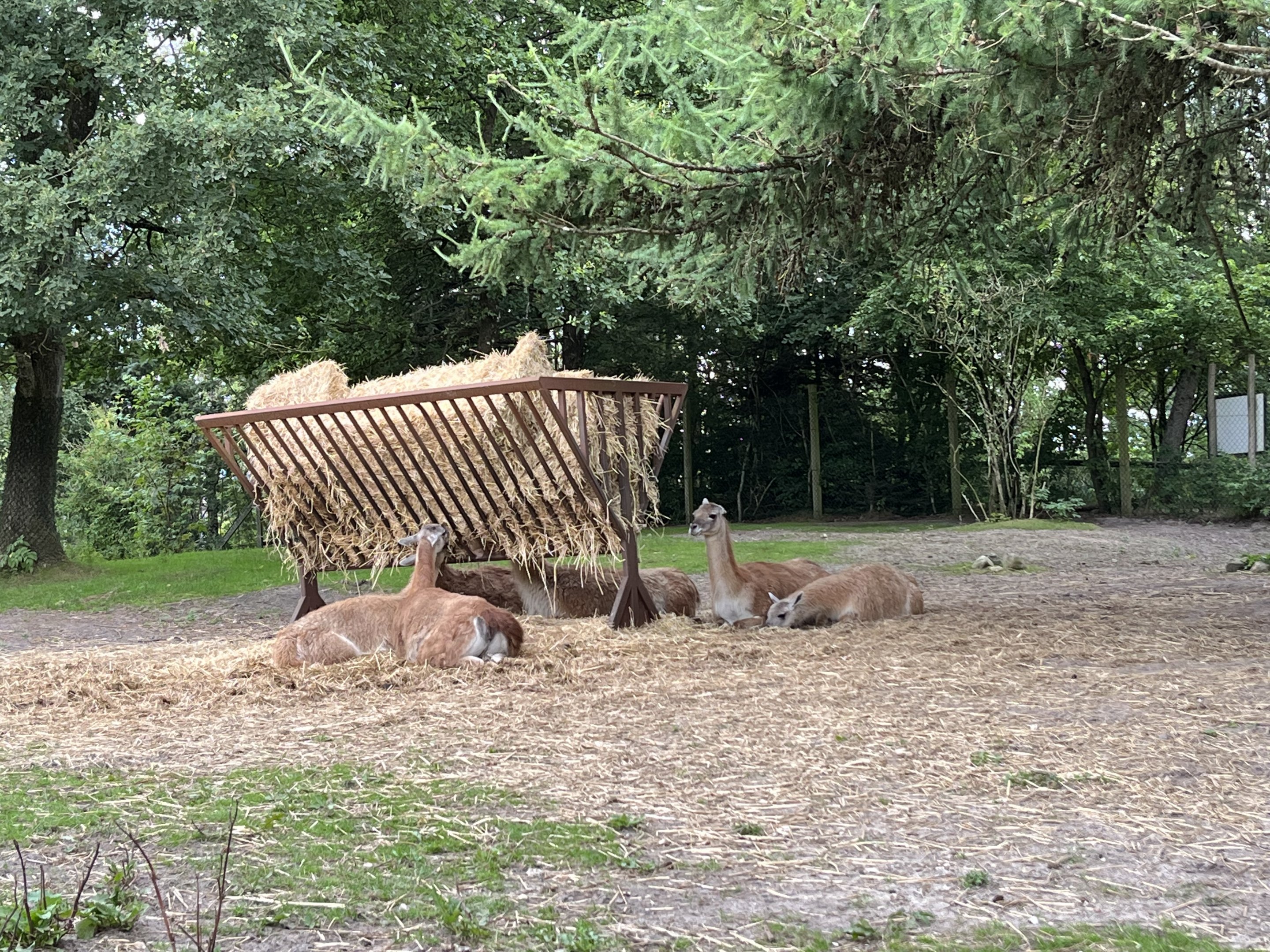 Drive Through - South America