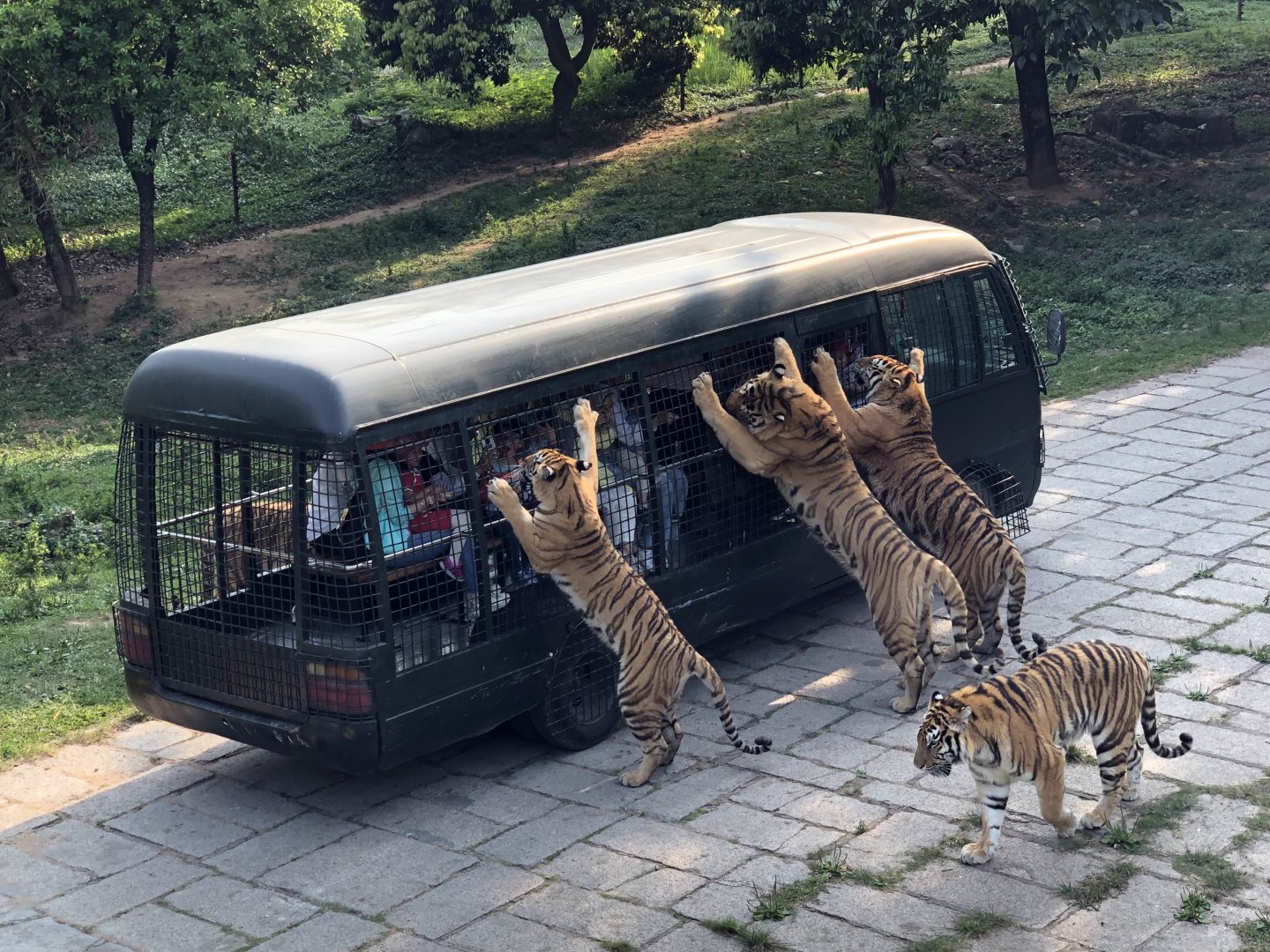 Drive-Through Tiger Exhibit