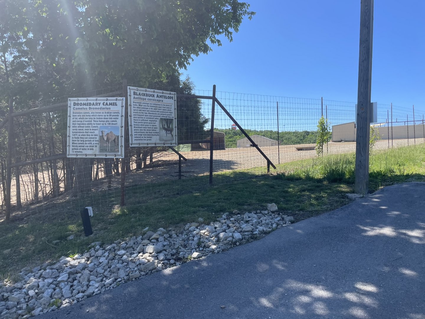 Drive-Thru Safari- May 2024