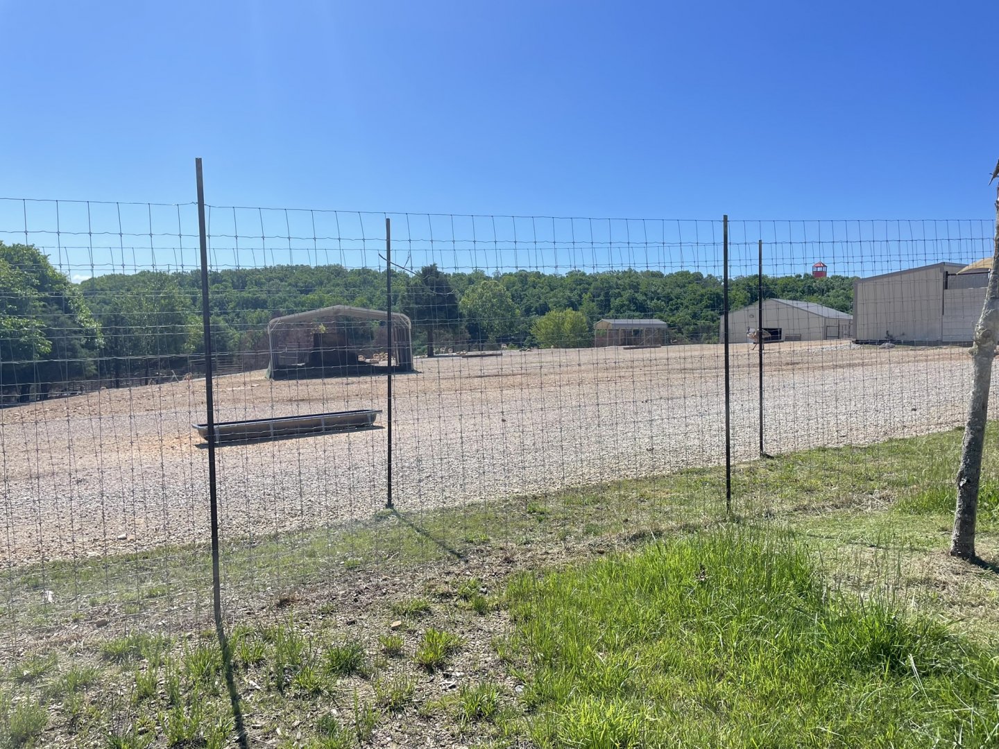 Drive-Thru Safari- May 2024