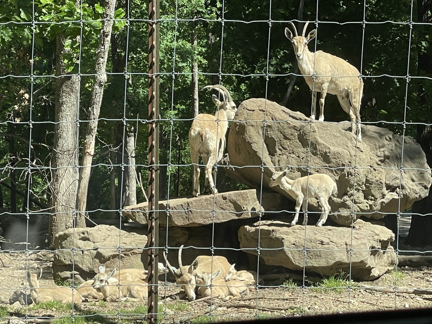 Drive-Thru Safari- Nubian Ibex- May 2024