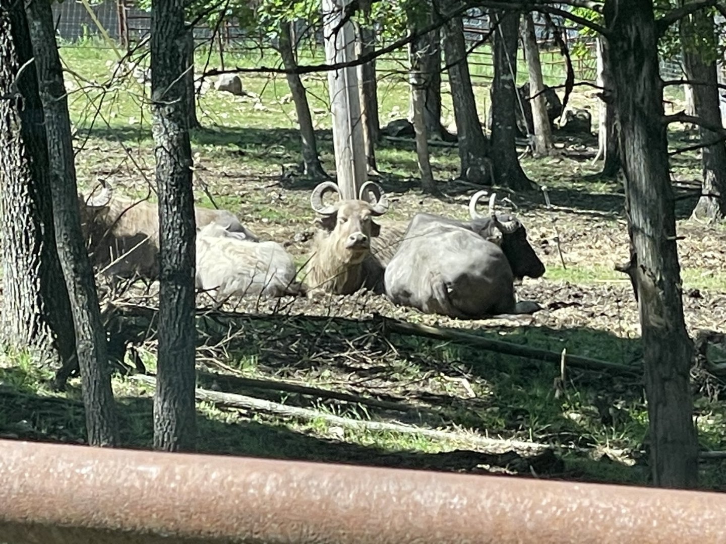 Drive-Thru Safari Water Buffalo- May 2024