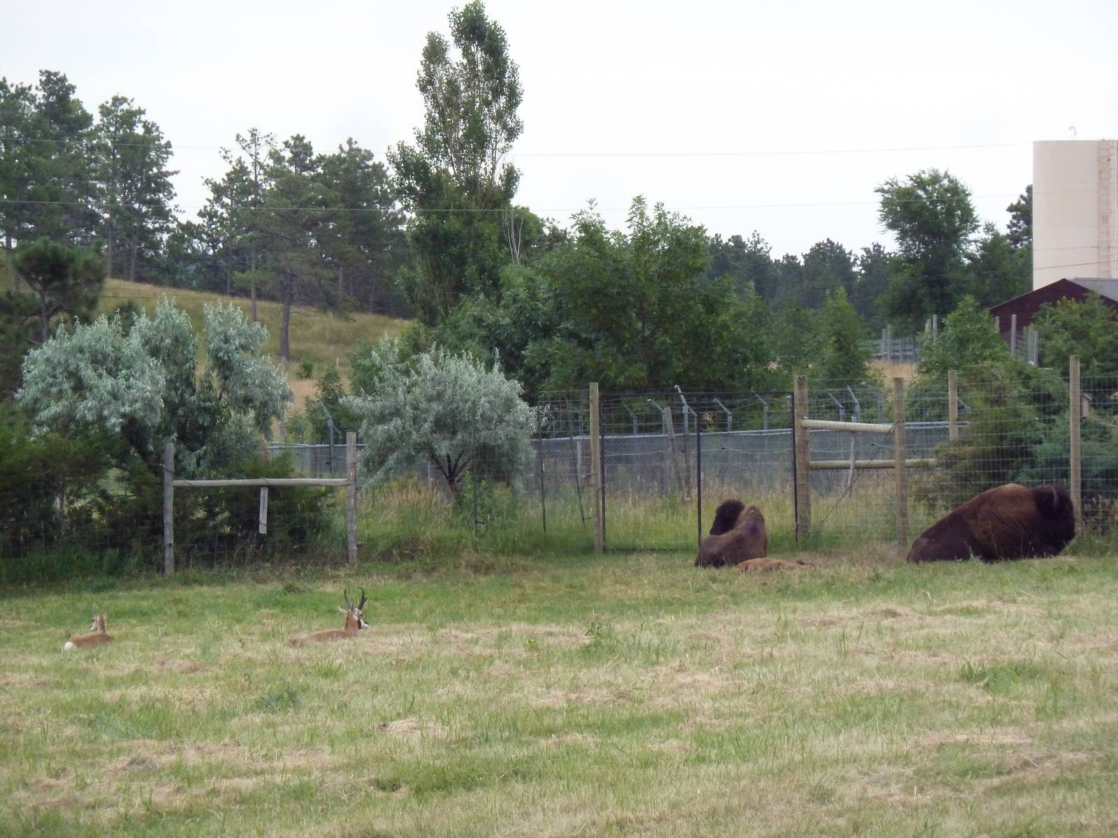 Drive-Thru Section - 2 American Bison + 2 Pronghorn Antelope