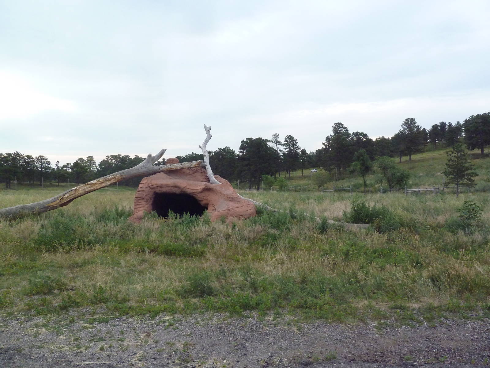 Drive-Thru Section - American Black Bear Area