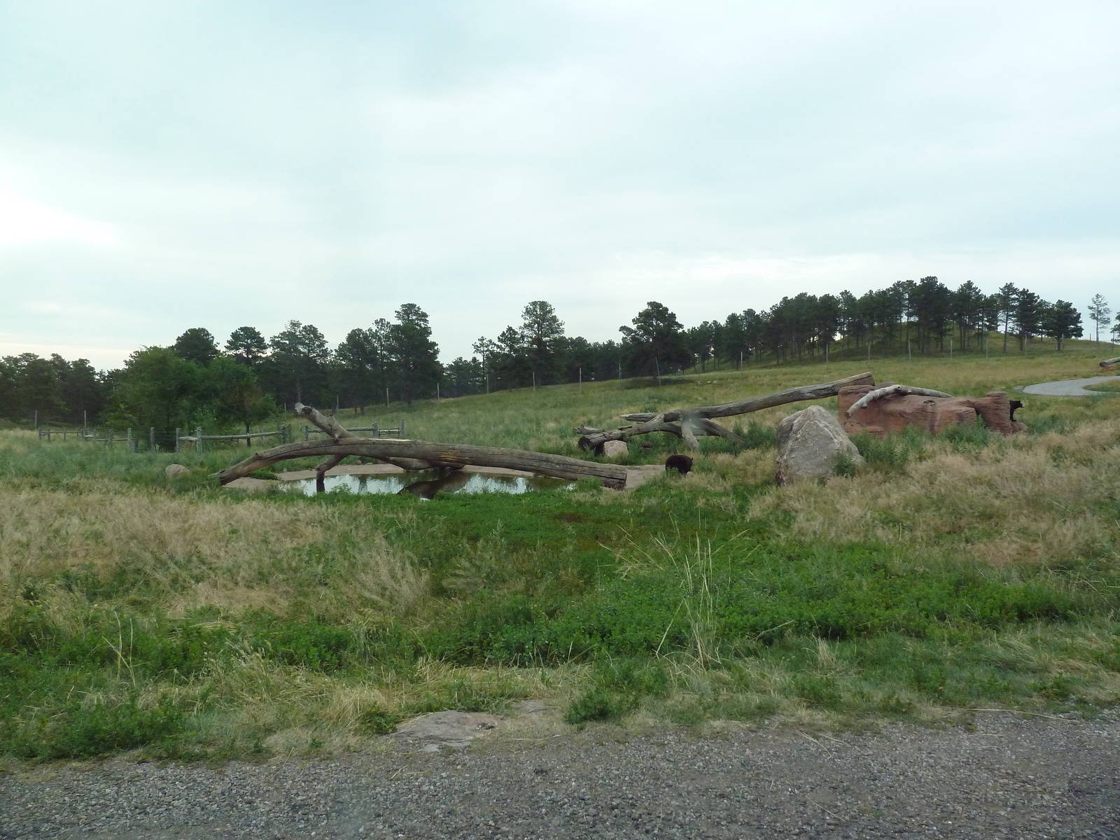 Drive-Thru Section - American Black Bear Area