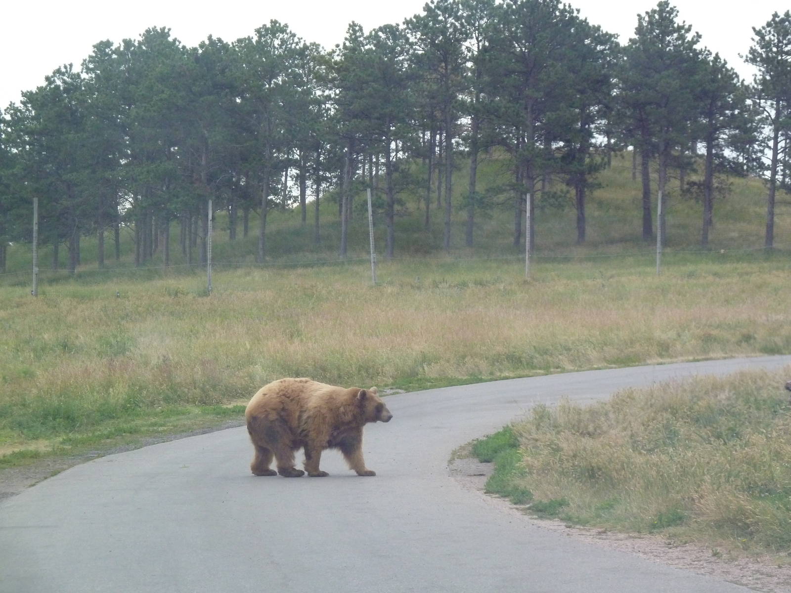 Drive-Thru Section - American Black Bear