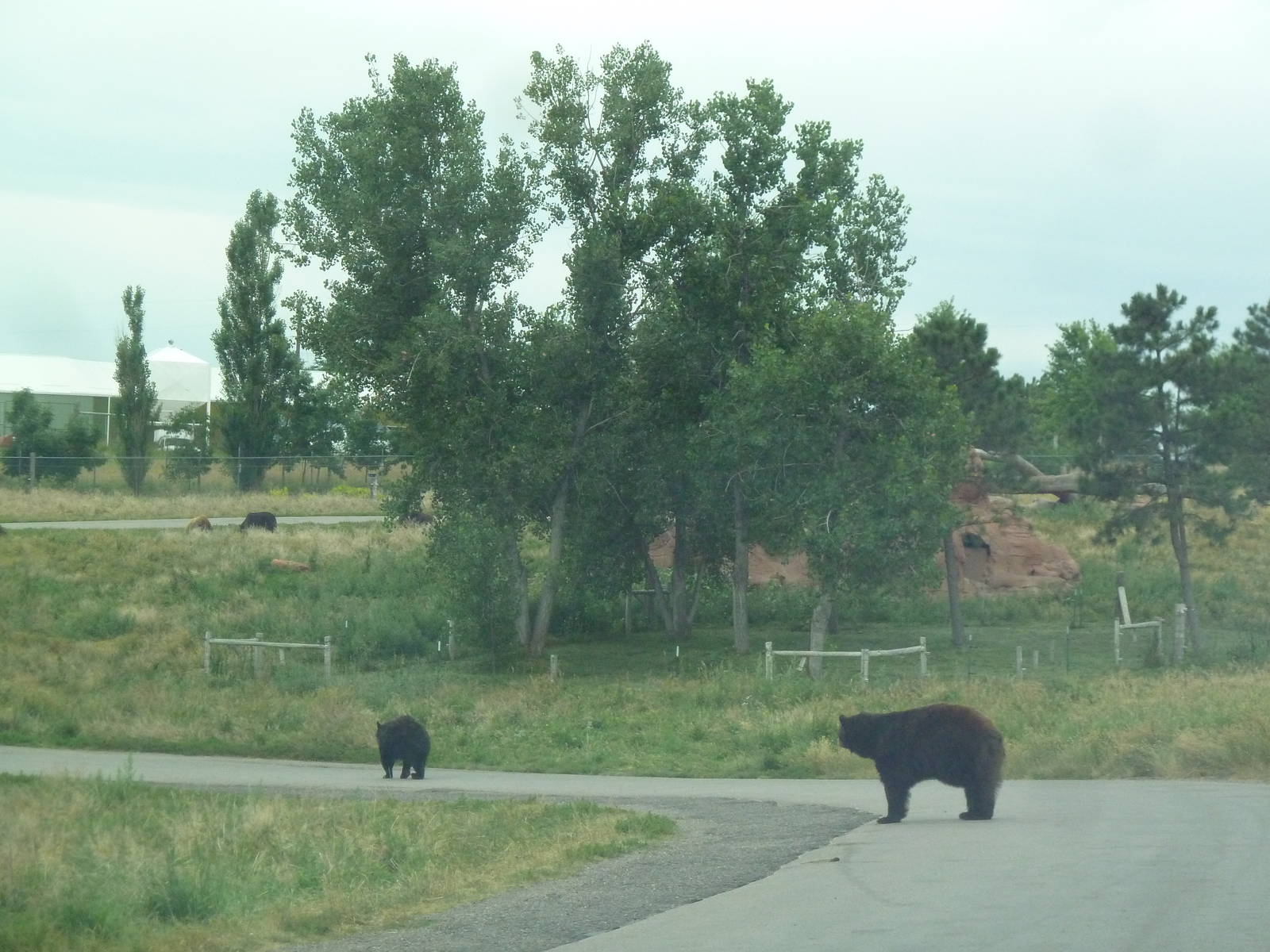 Drive-Thru Section - American Black Bears