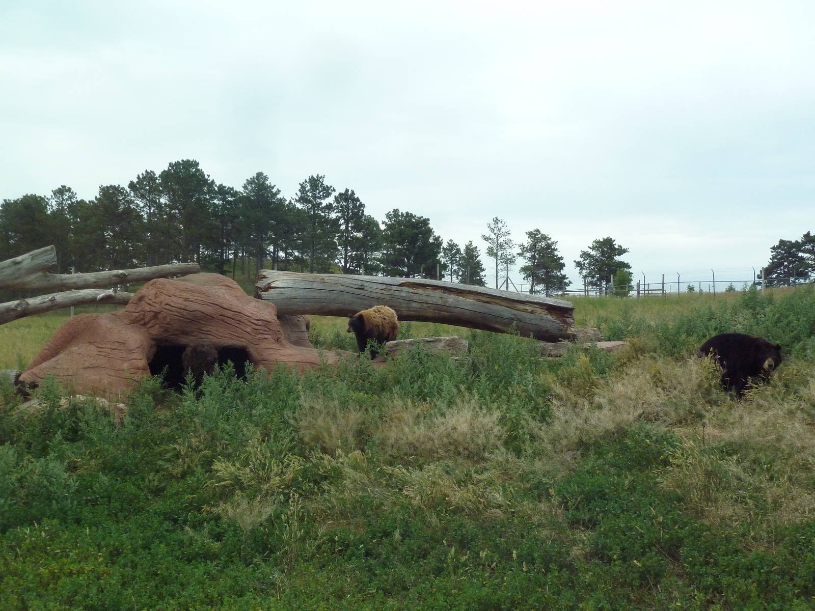 Drive-Thru Section - American Black Bears