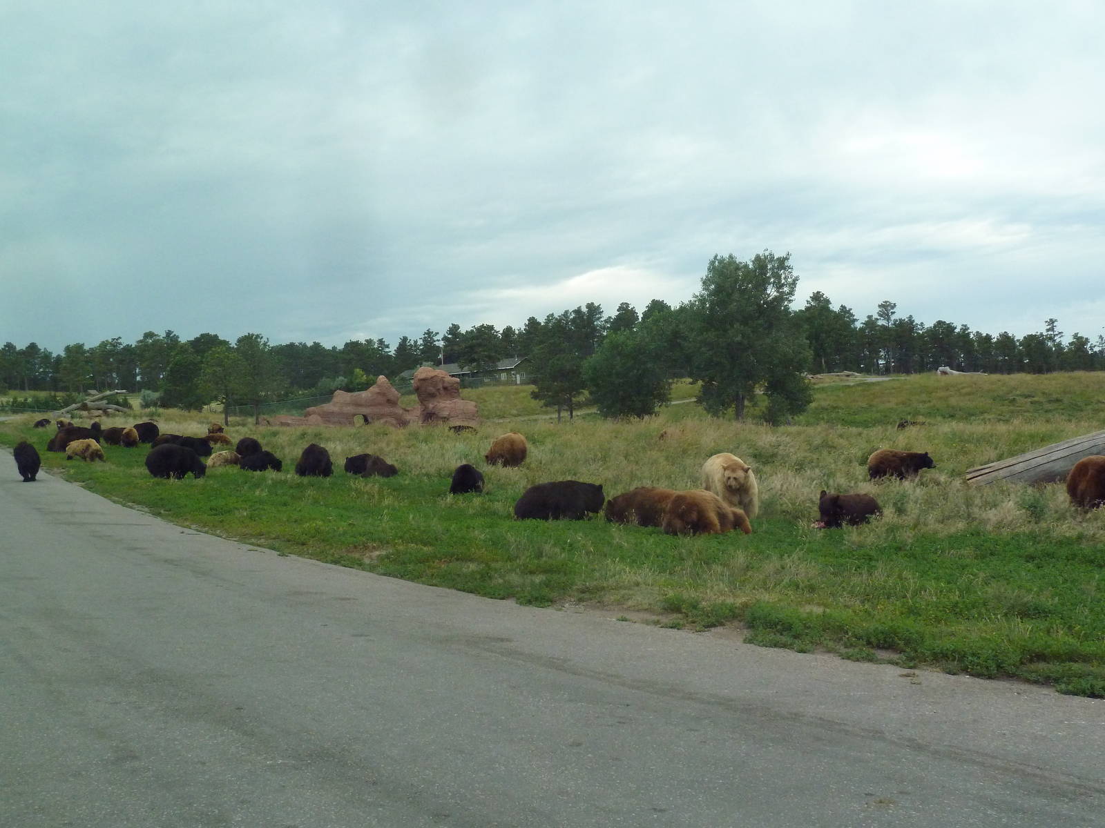 Drive-Thru Section - American Black Bears