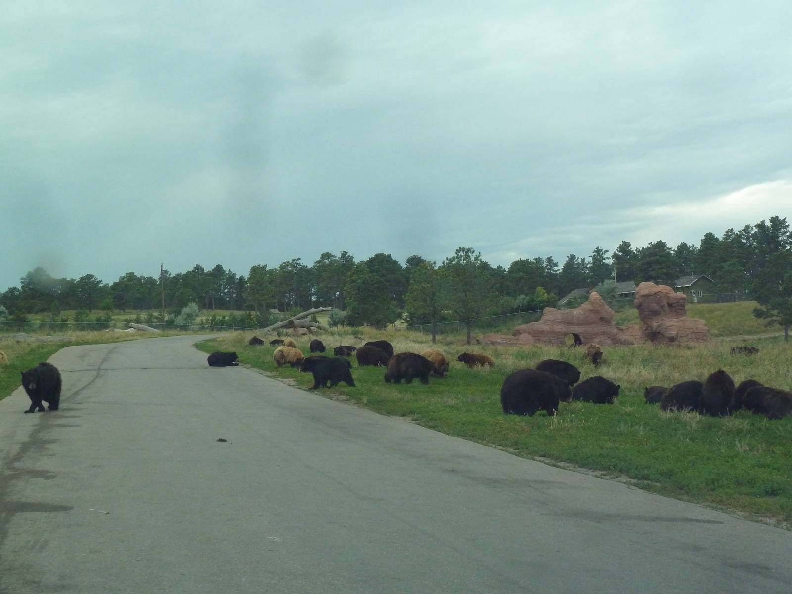 Drive-Thru Section - American Black Bears