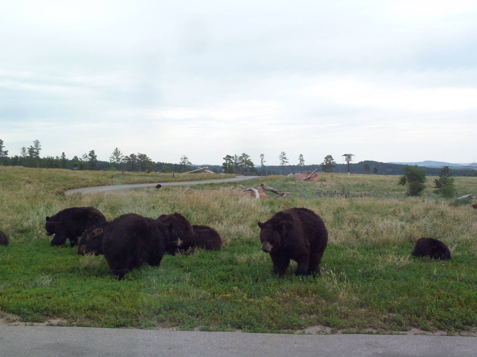 Drive-Thru Section - American Black Bears