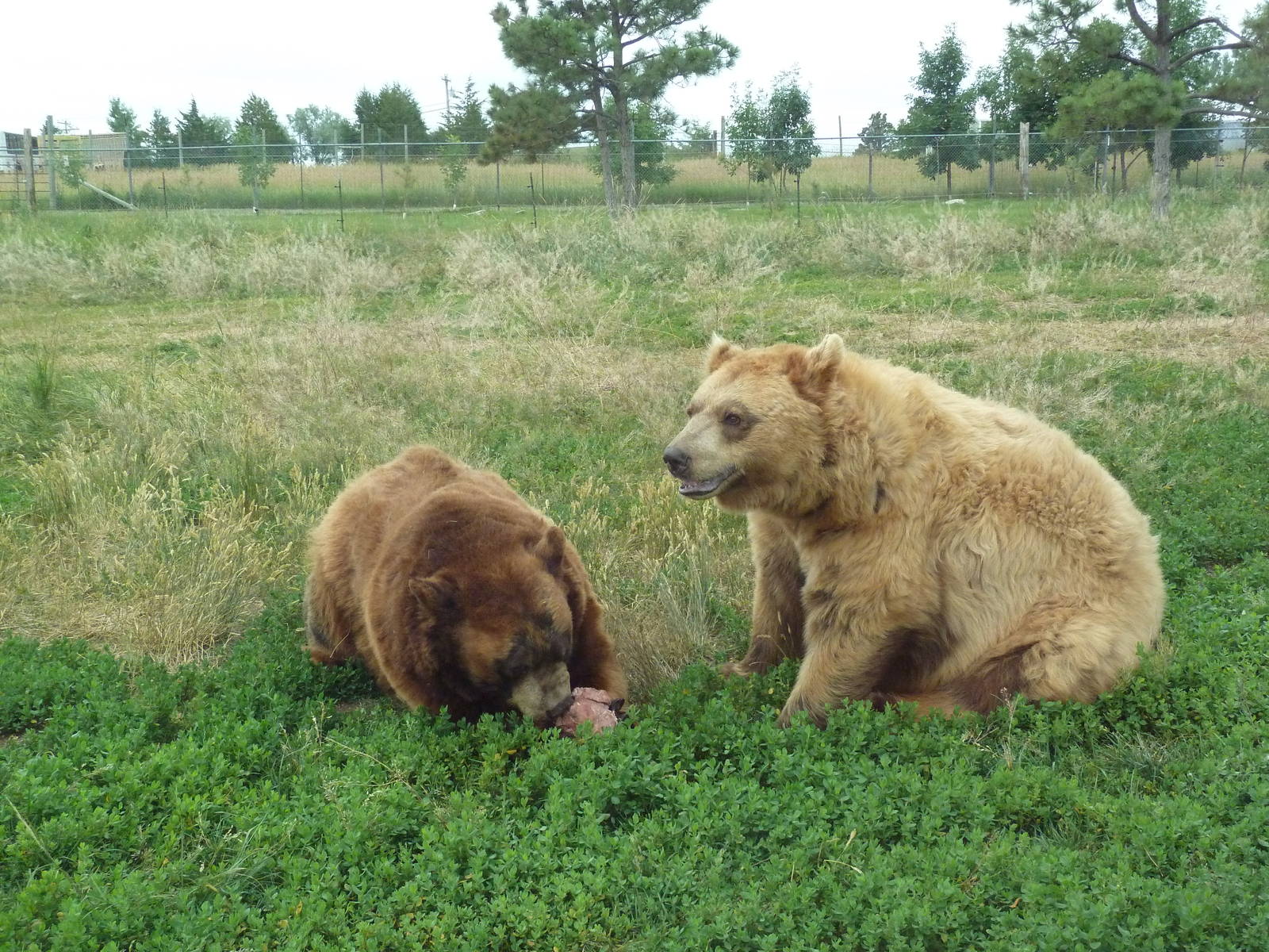 Drive-Thru Section - American Black Bears