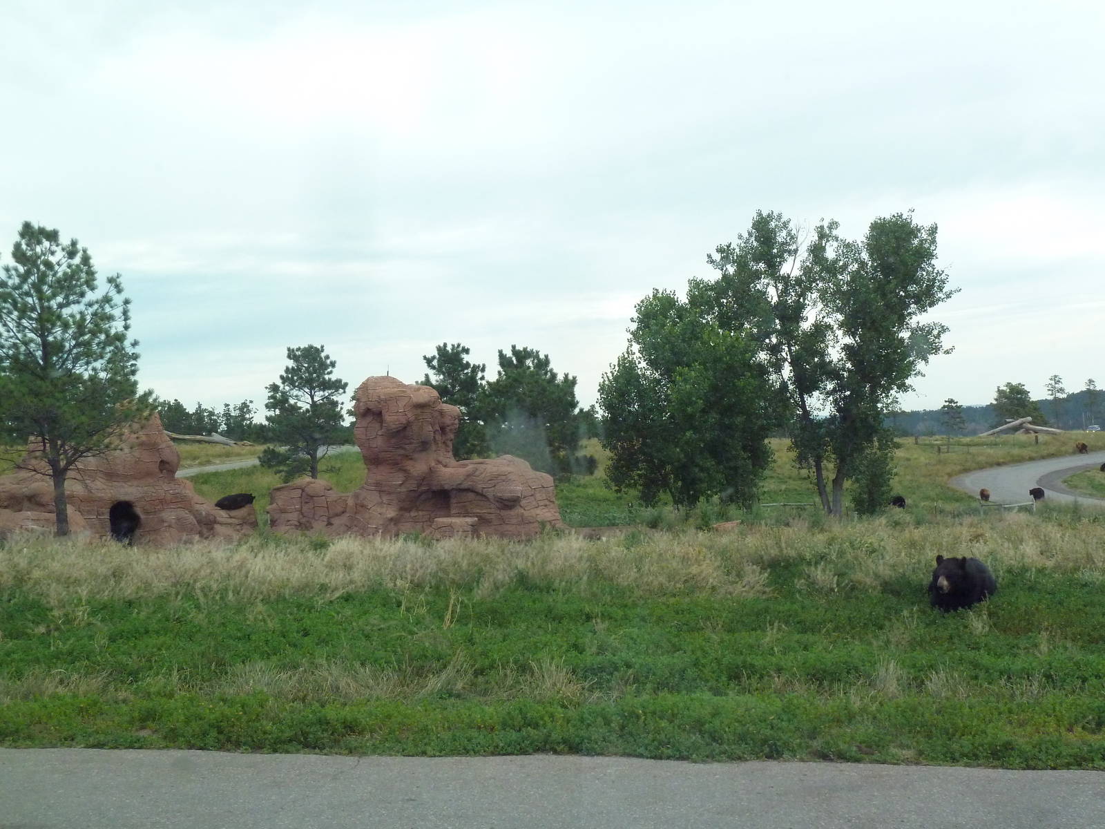 Drive-Thru Section - American Black Bears