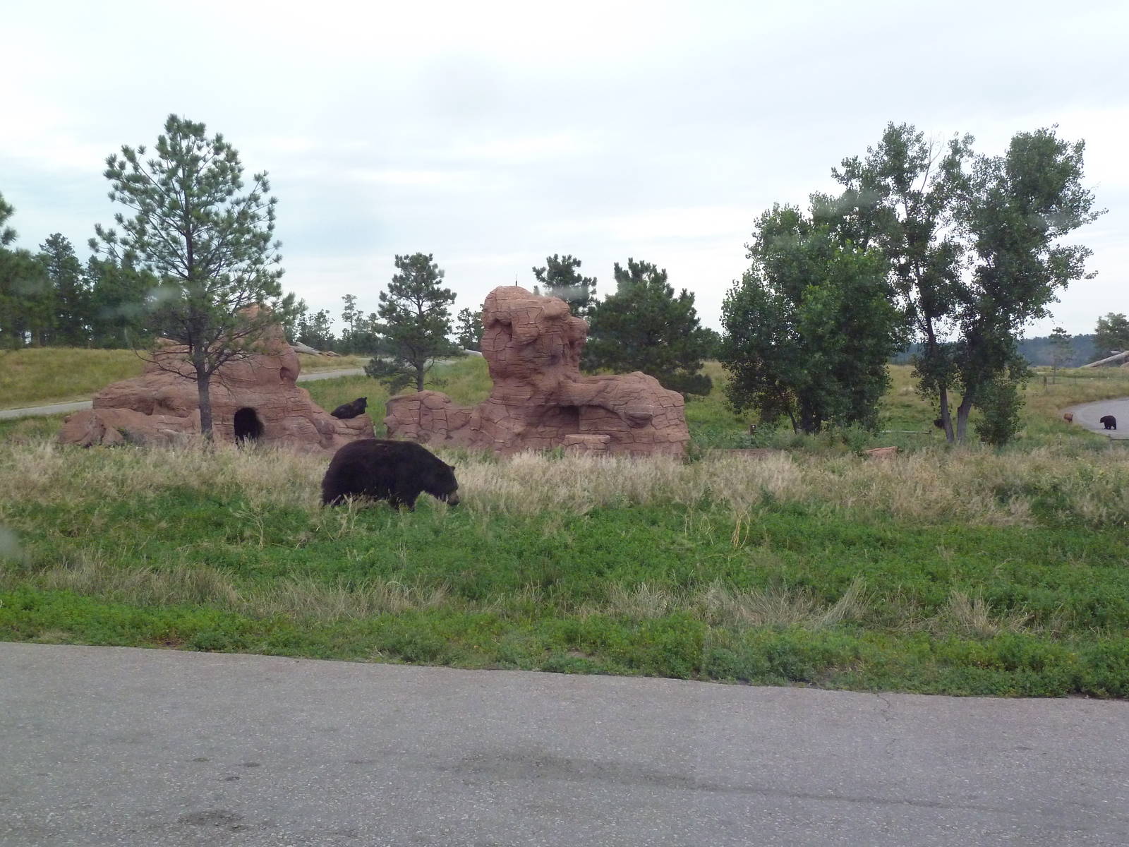 Drive-Thru Section - American Black Bears