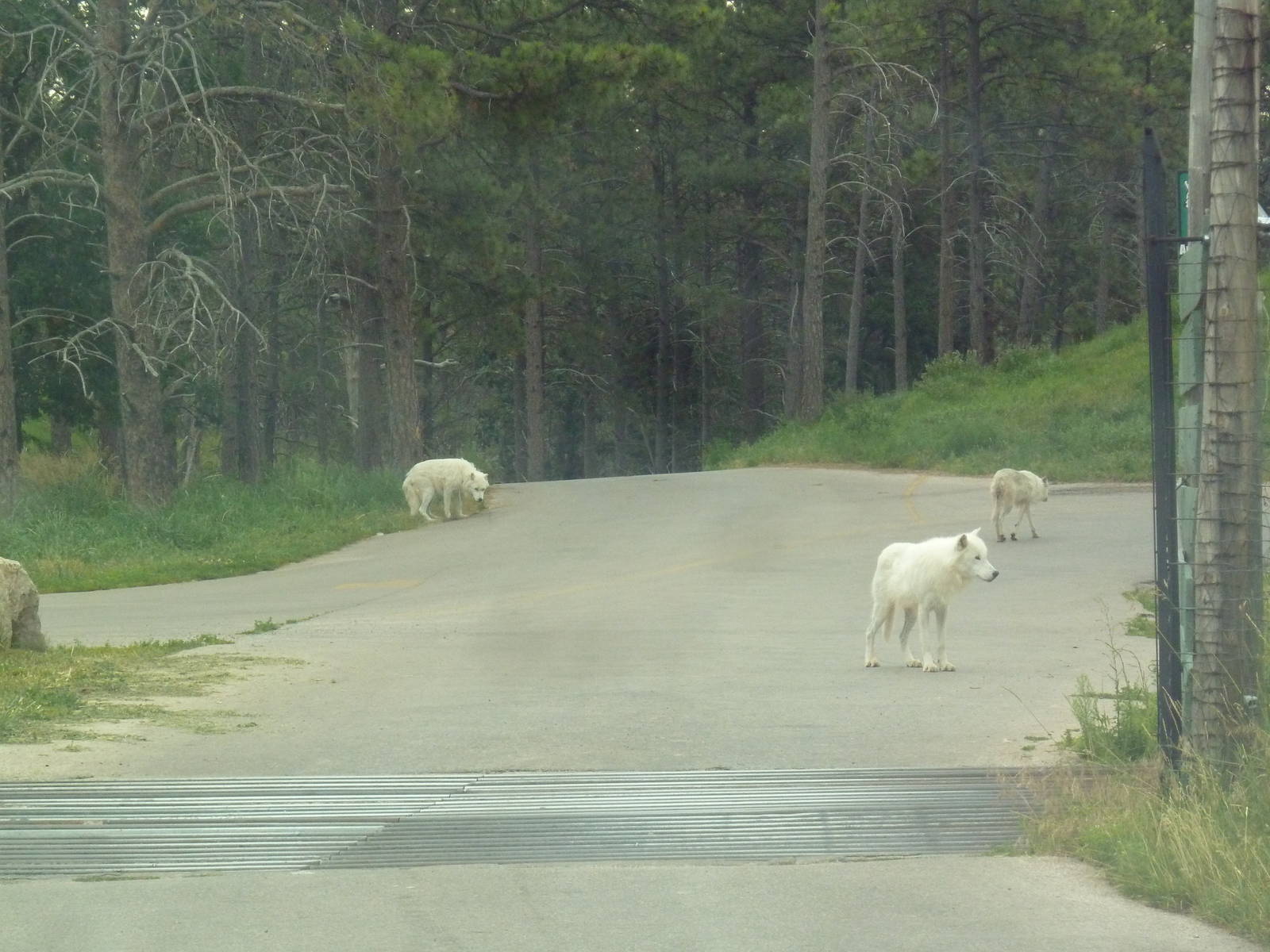 Drive-Thru Section - Arctic Wolves