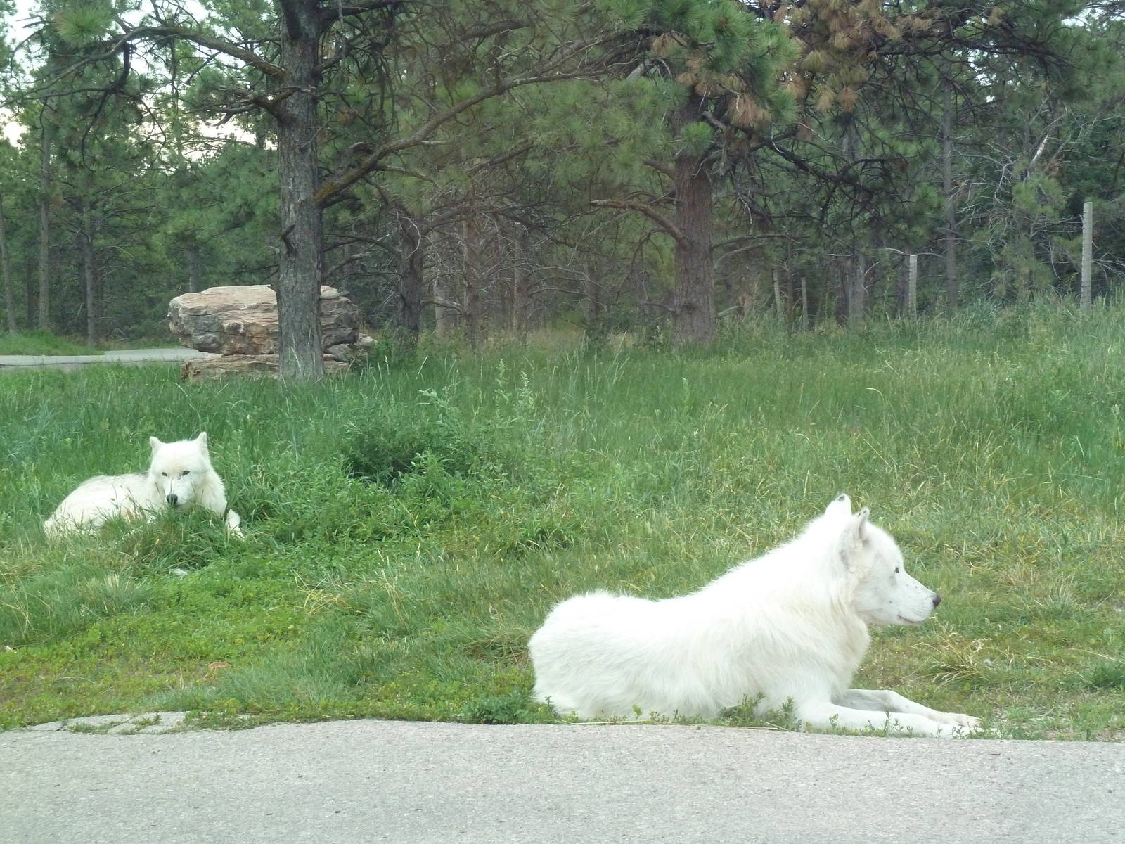 Drive-Thru Section - Arctic Wolves