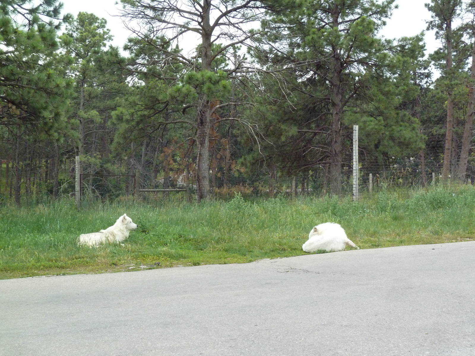 Drive-Thru Section - Arctic Wolves