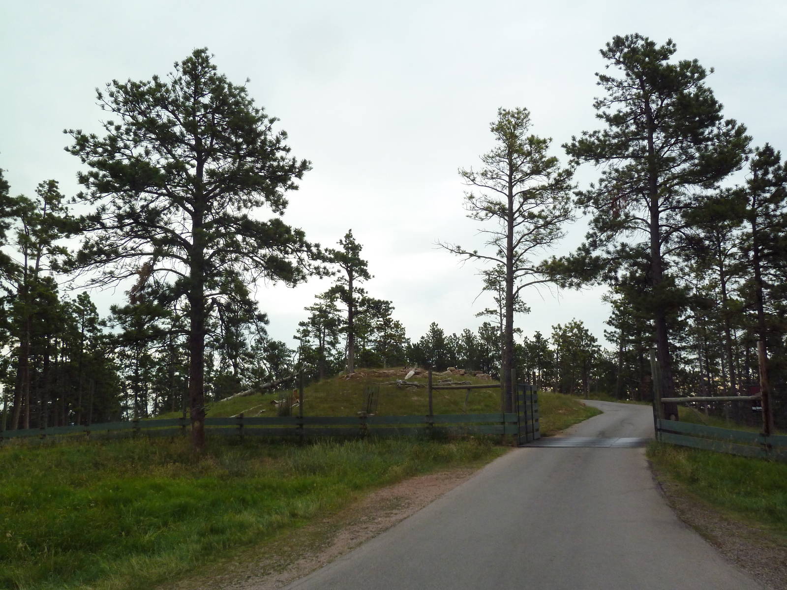 Drive-Thru Section - Bighorn Sheep Area