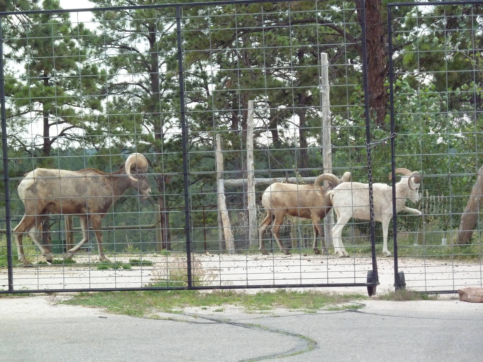 Drive-Thru Section - Bighorn Sheep + Dall Sheep