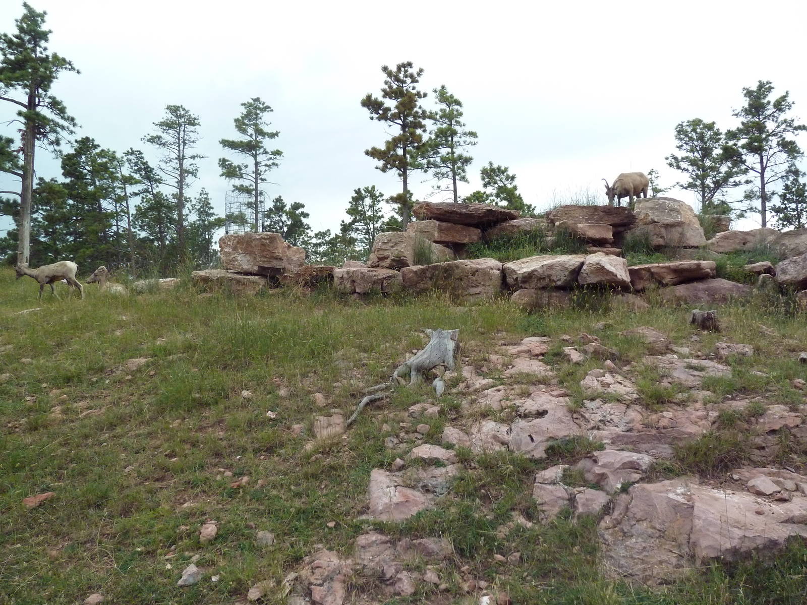 Drive-Thru Section - Bighorn Sheep