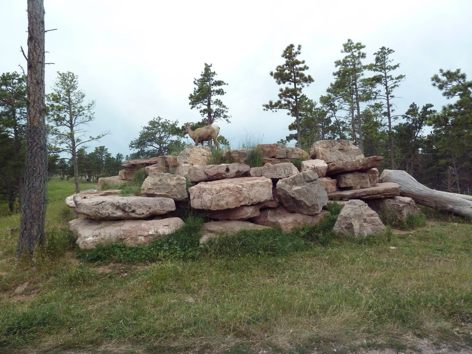 Drive-Thru Section - Bighorn Sheep