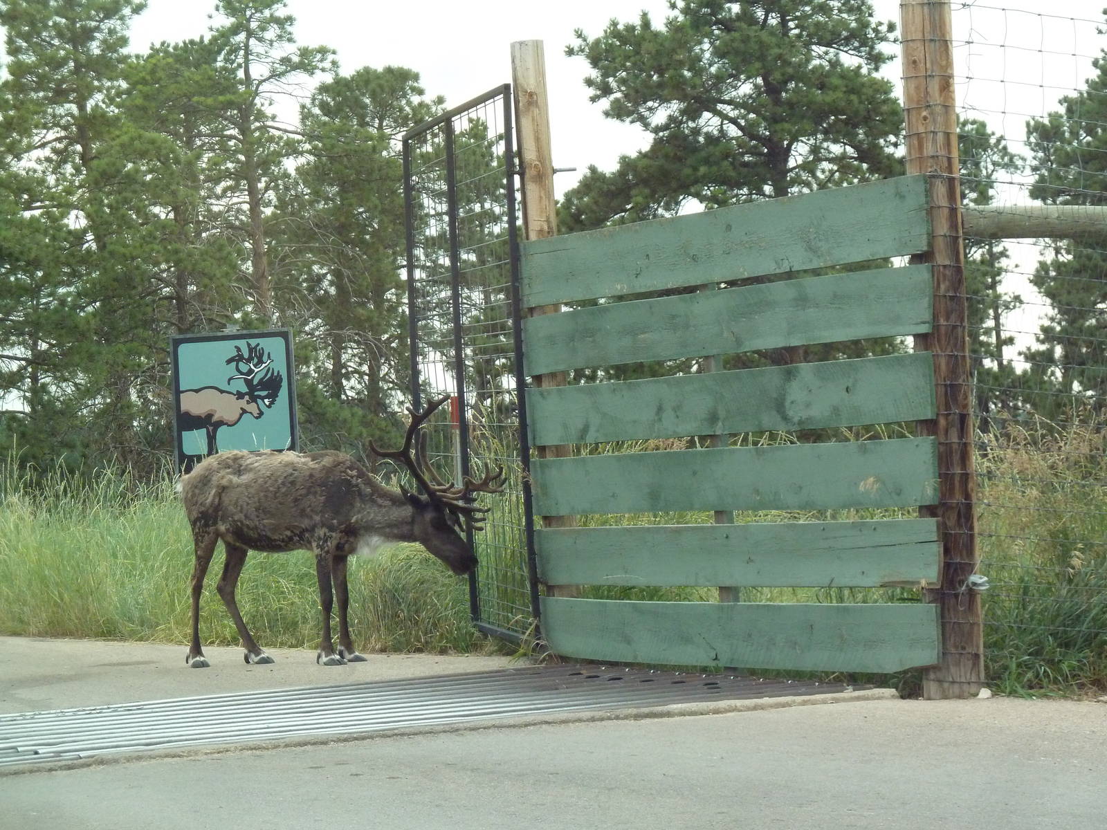 Drive-Thru Section - Caribou