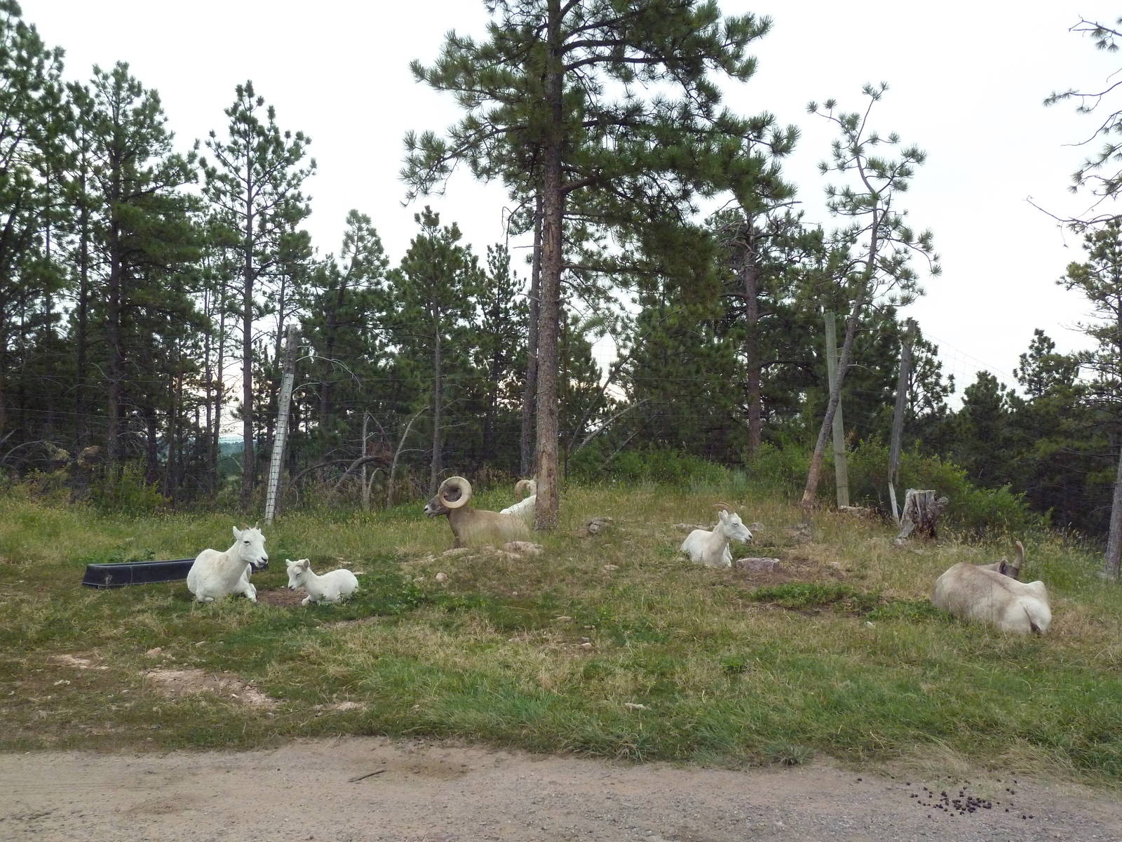 Drive-Thru Section - Dall Sheep