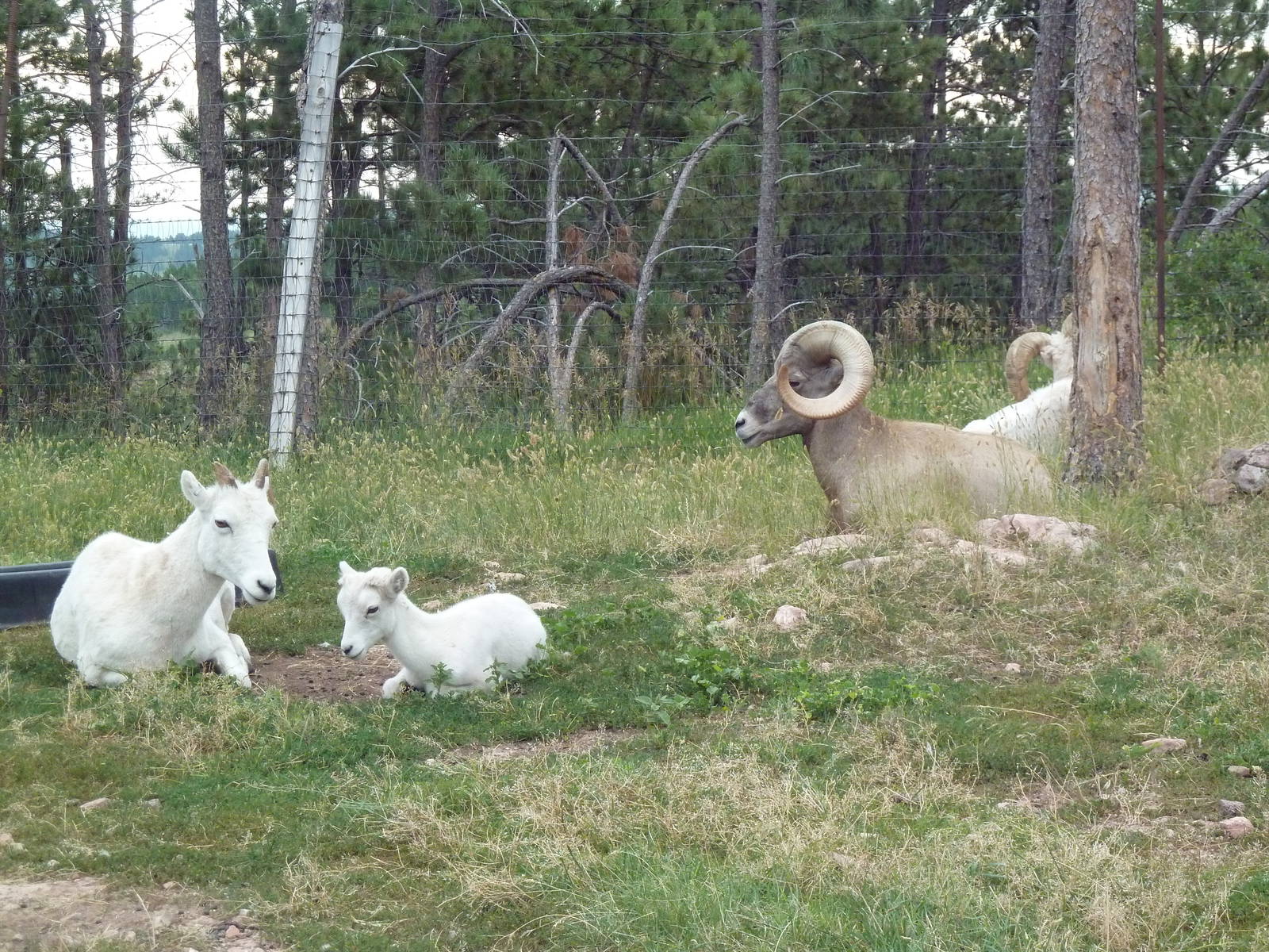 Drive-Thru Section - Dall Sheep